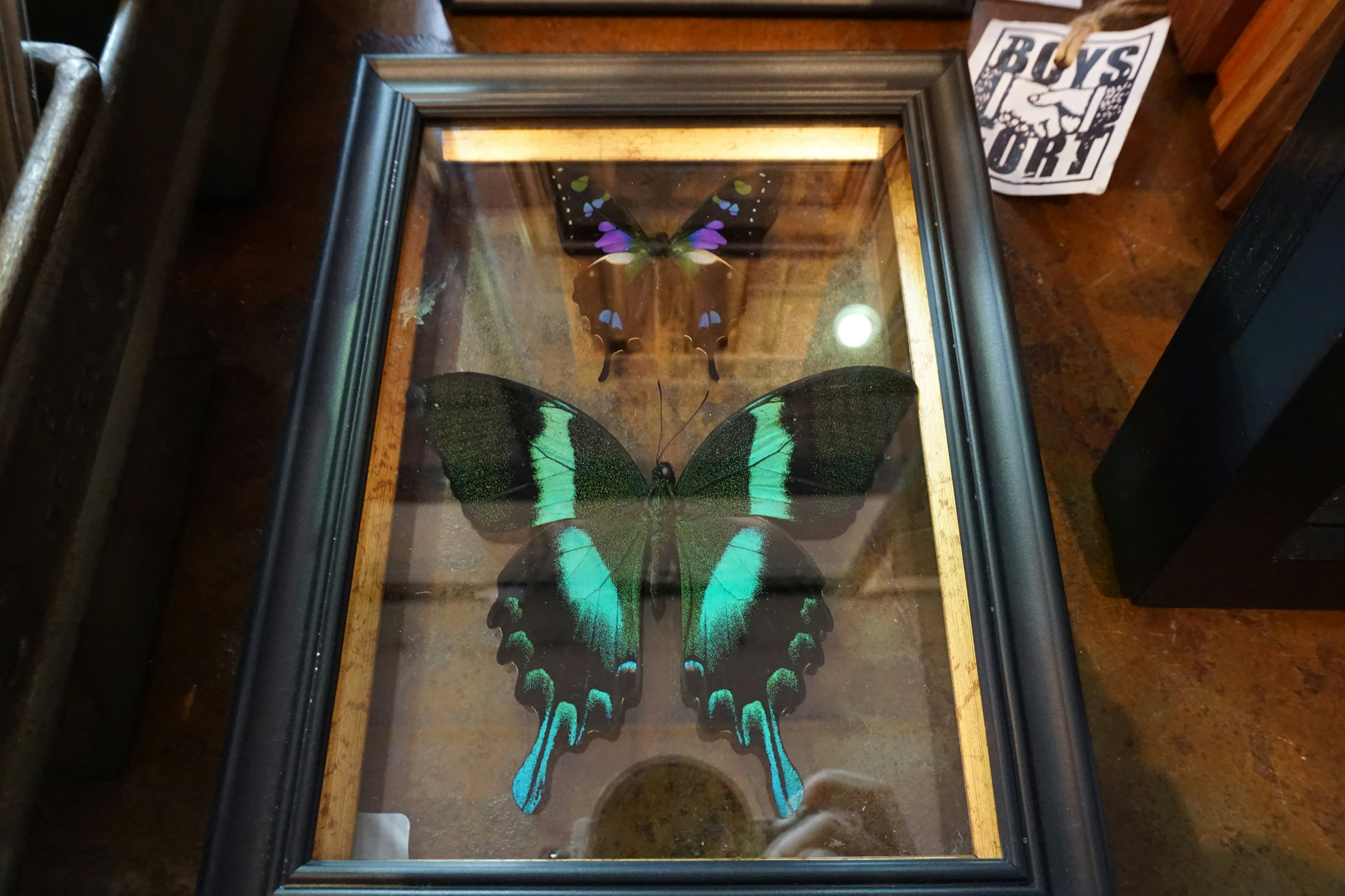 Framed butterfly specimen featuring vibrant teal wings