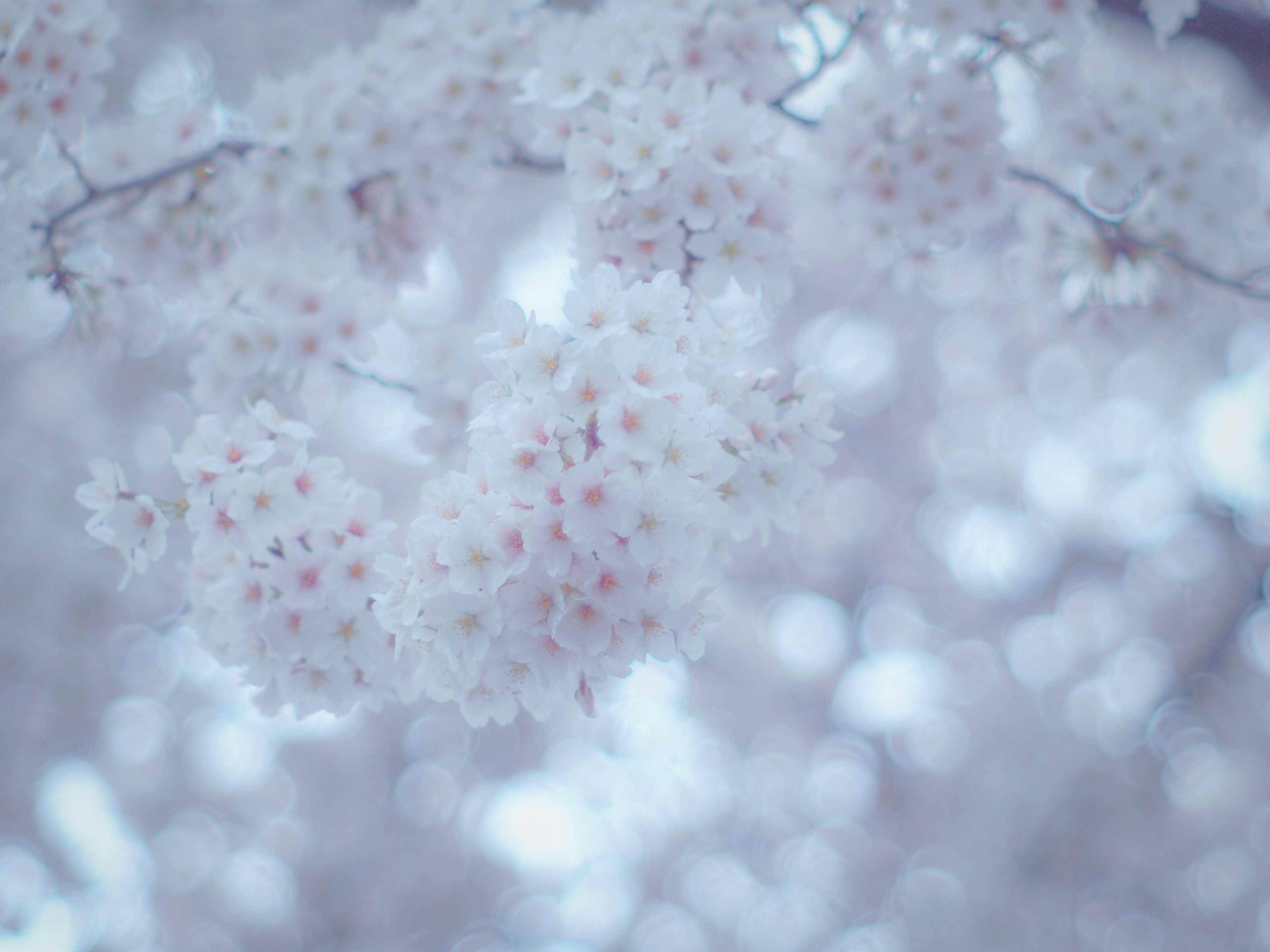 桜の花が咲いている柔らかな背景の画像