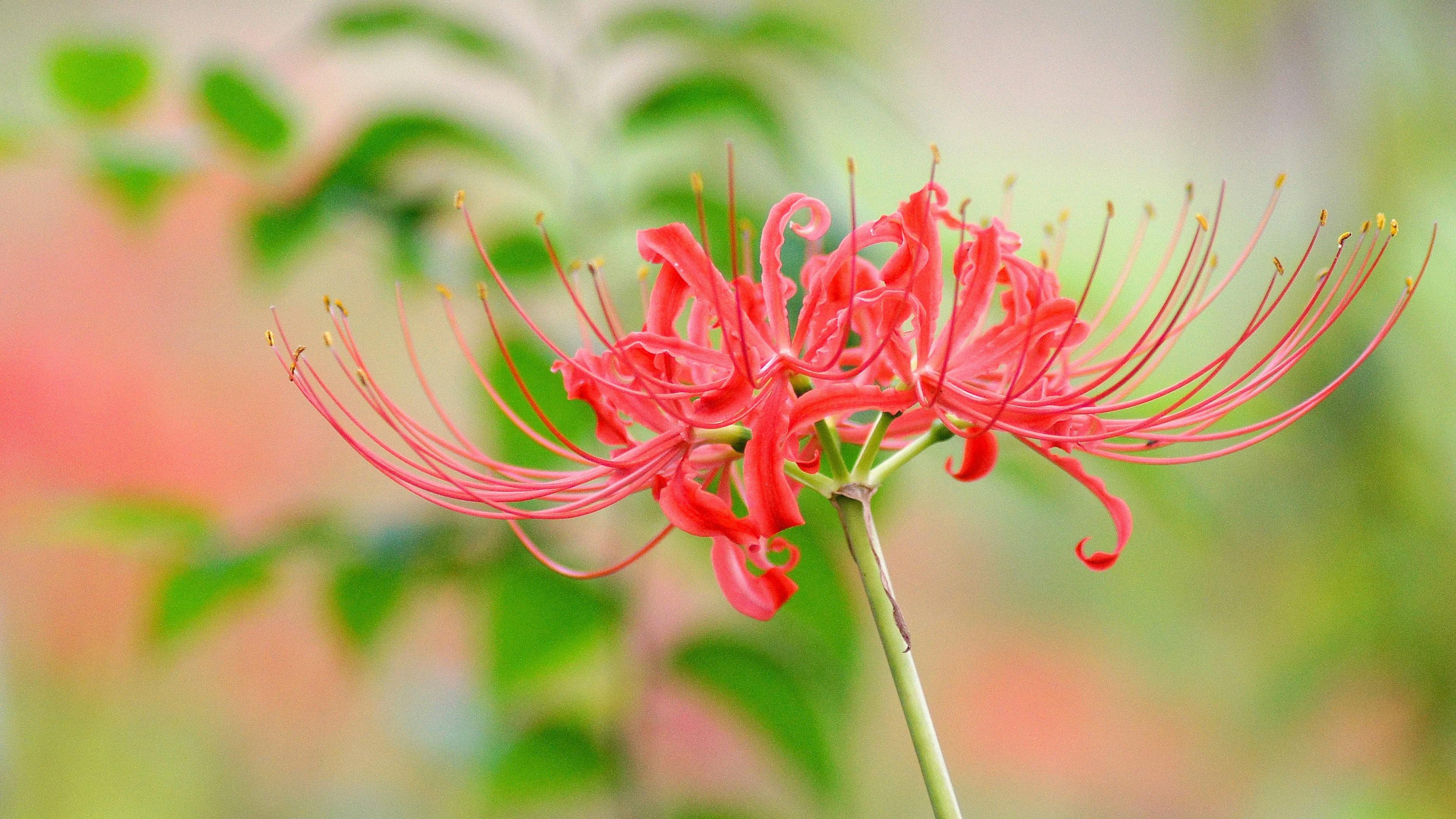 ภาพดอกลิลลี่แมงมุมสีแดงบานสะพรั่งกับพื้นหลังนุ่มนวล