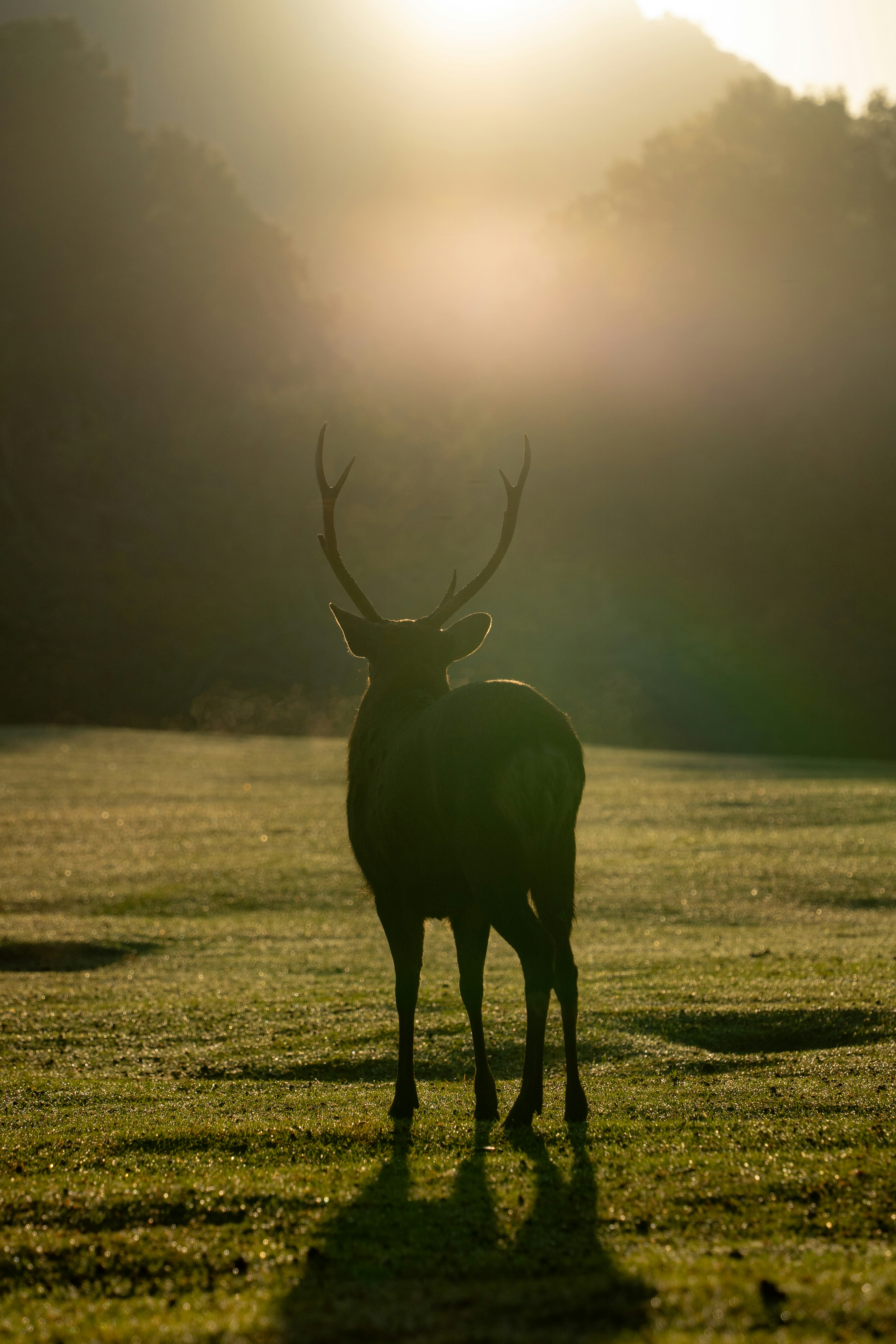 Un cerf se tenant dans une prairie avec le coucher de soleil derrière lui