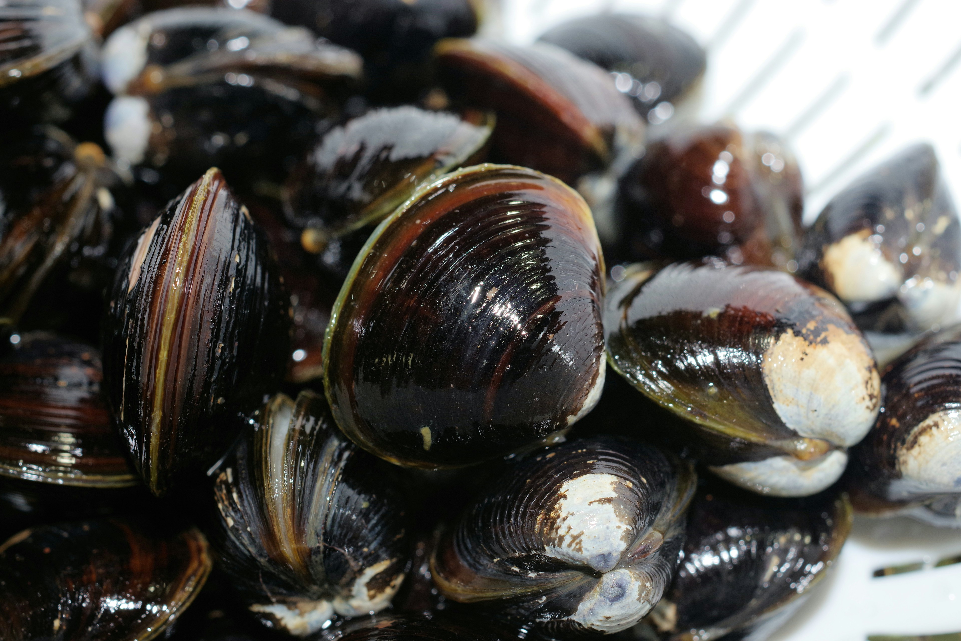 Una colección de almejas frescas con conchas negras brillantes e interiores blancos