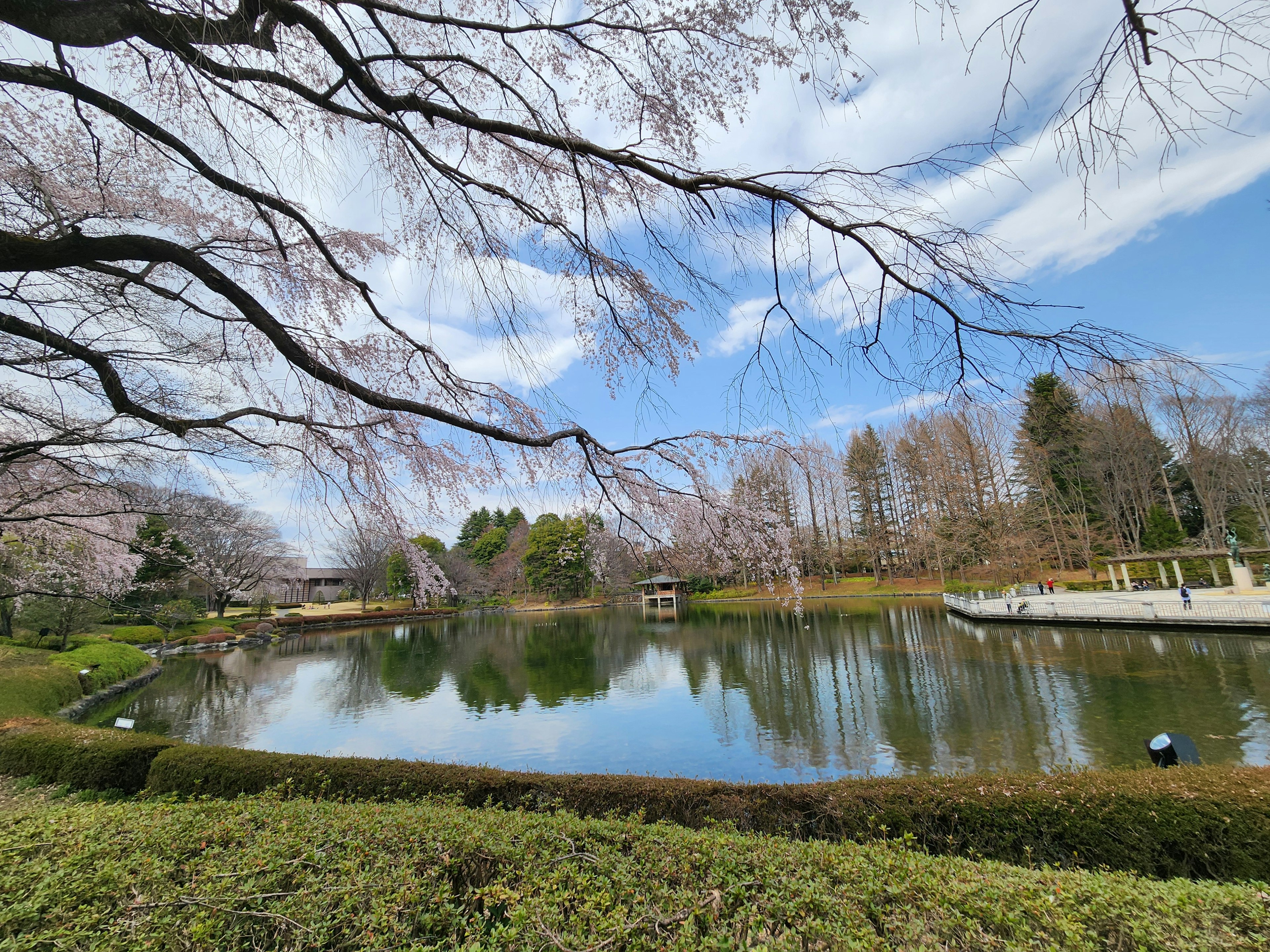 Parco con un lago e alberi di ciliegio in primavera