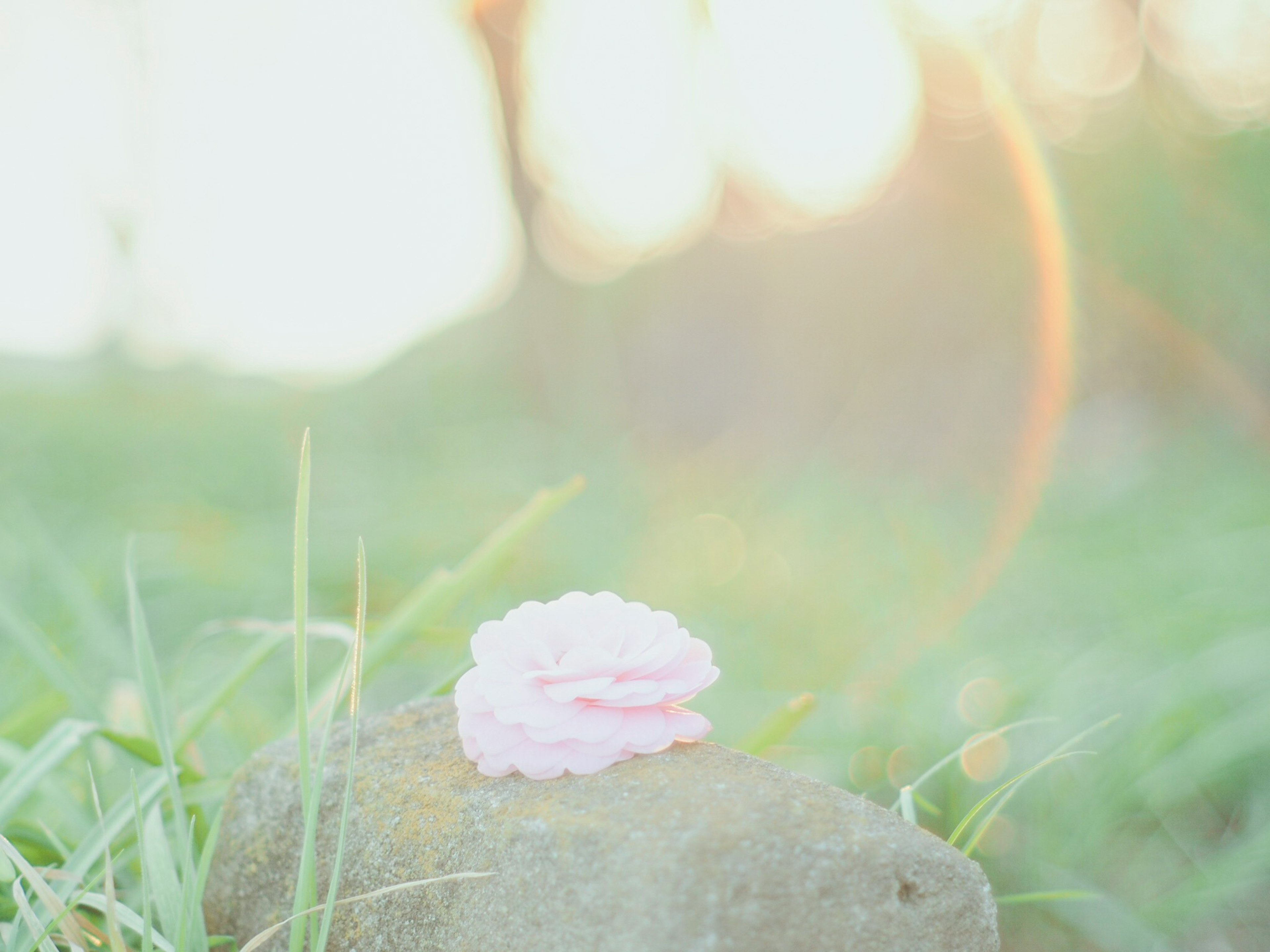 A soft pink flower resting on a rock in gentle morning light