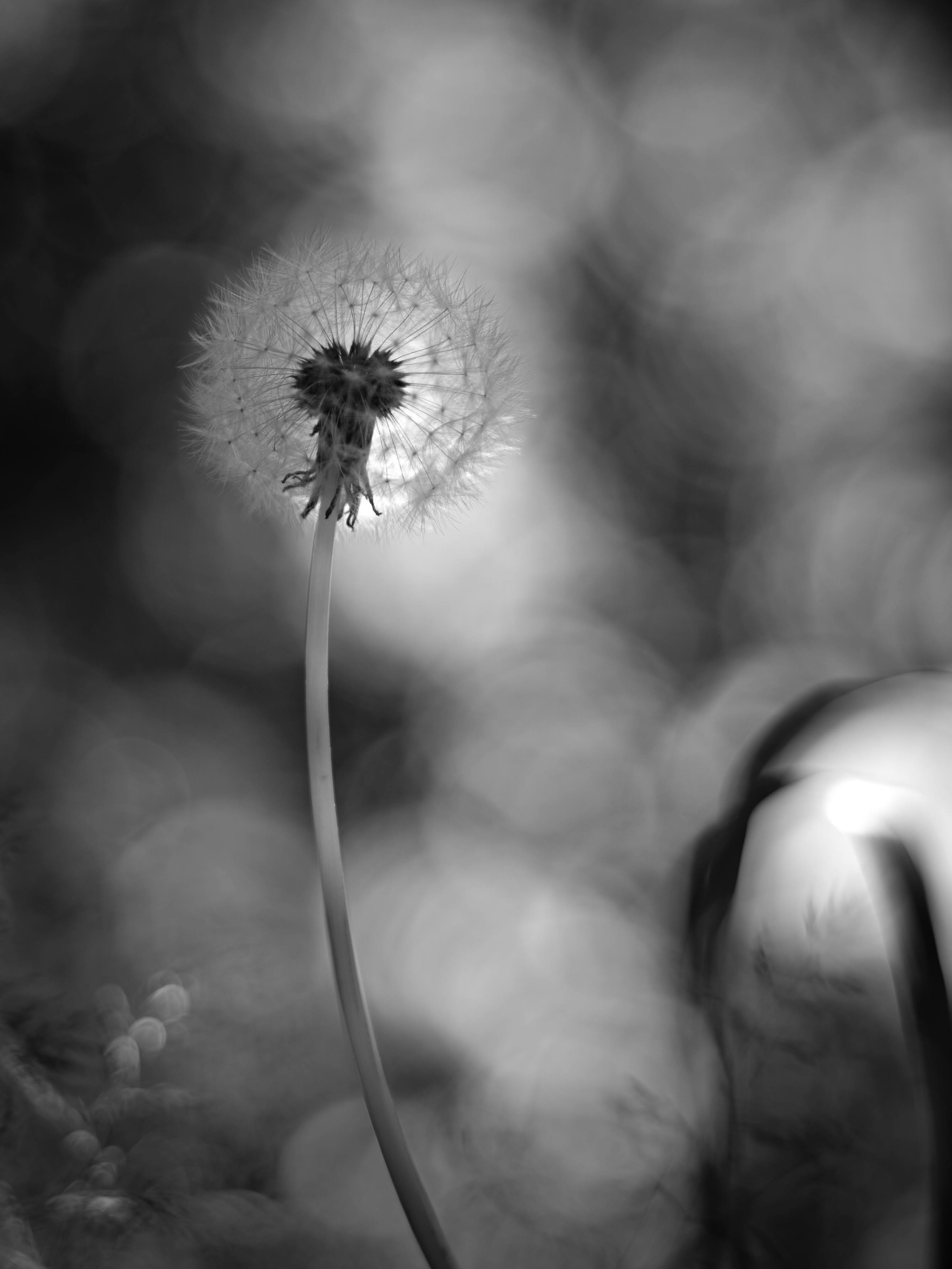 Schwarzweißbild einer Löwenzahnblume vor einem verschwommenen Hintergrund