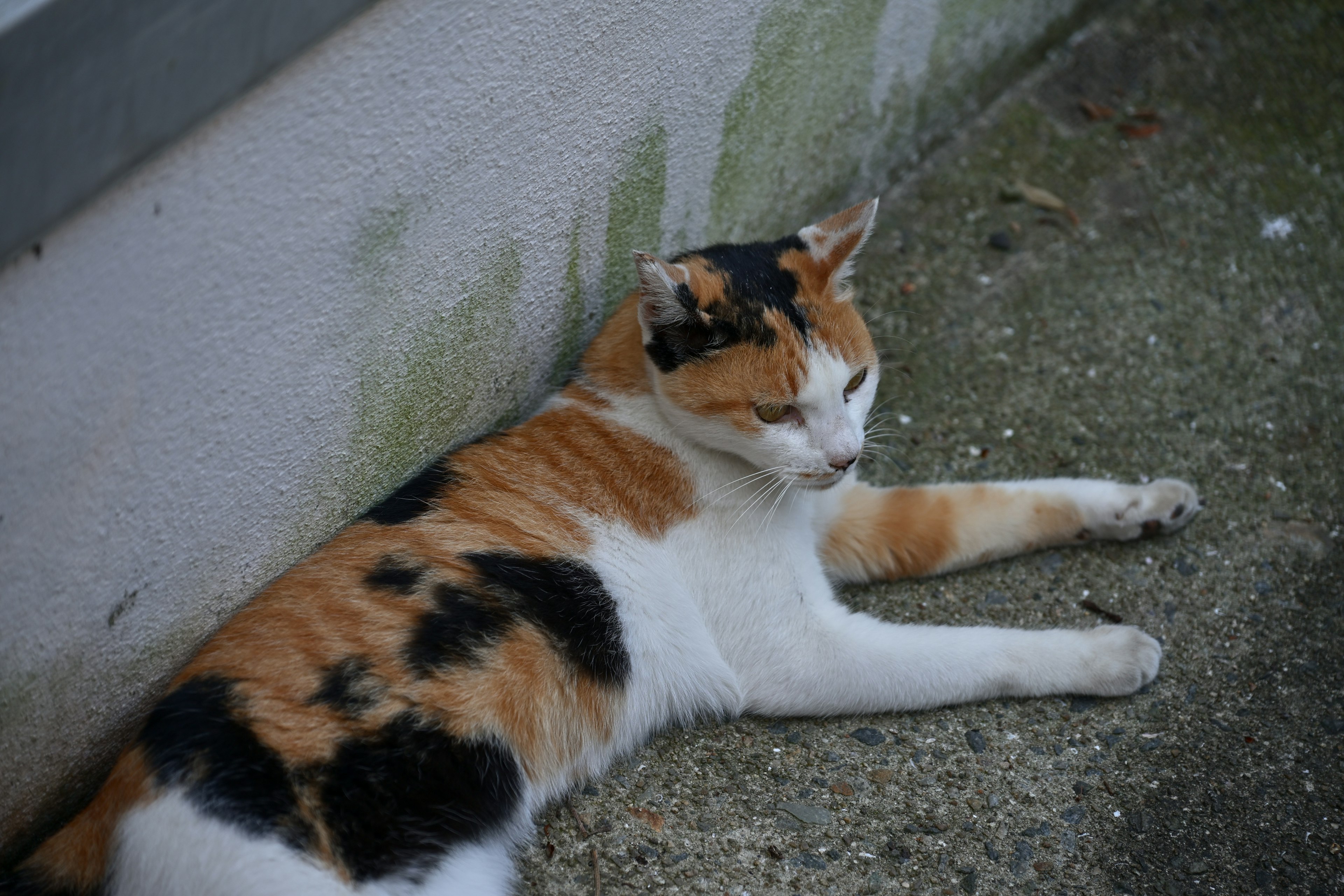 Tricolor cat resting beside a wall with a relaxed posture