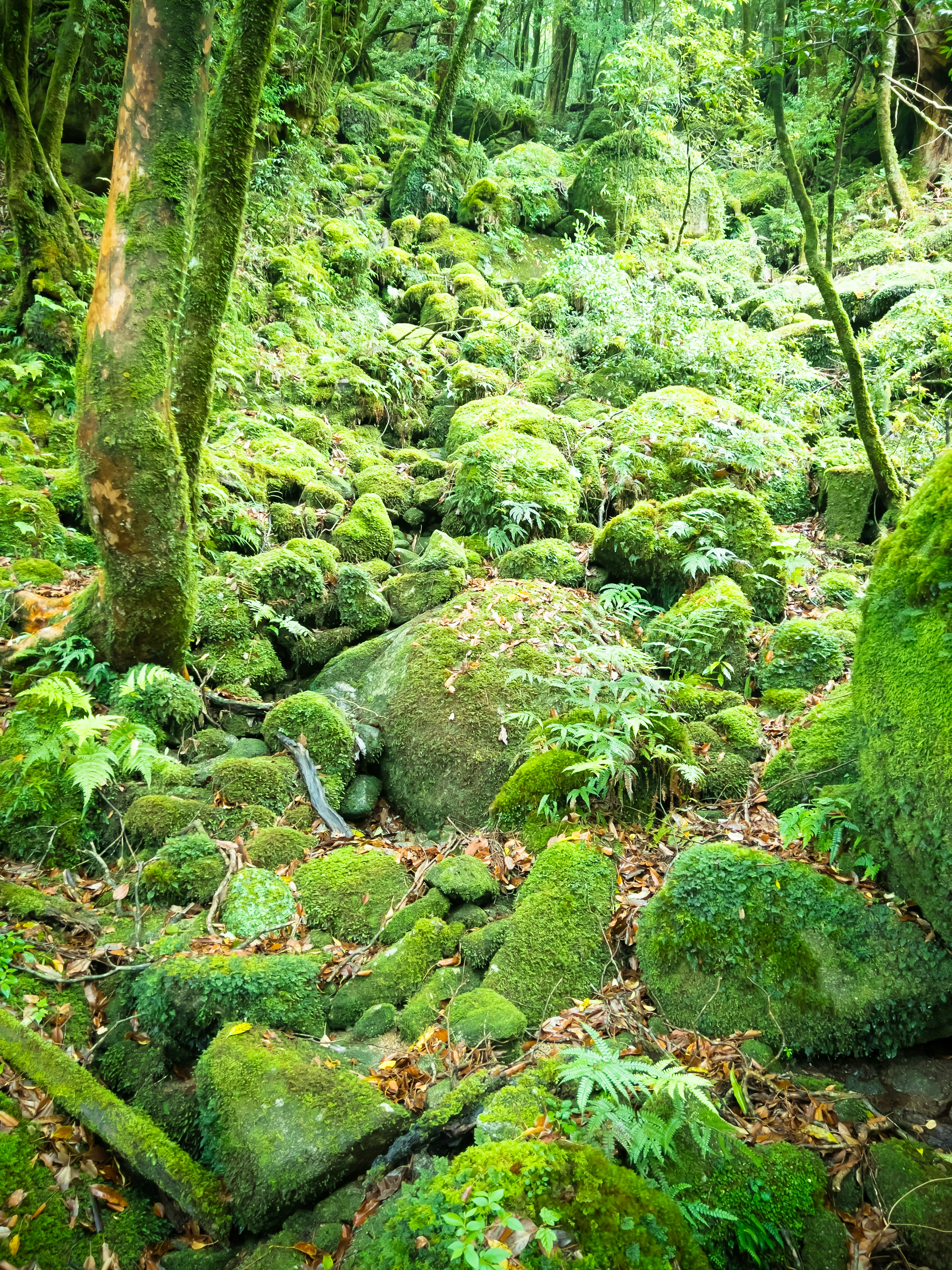 Eine üppige Waldszene mit moosbedeckten Felsen und dichter Vegetation