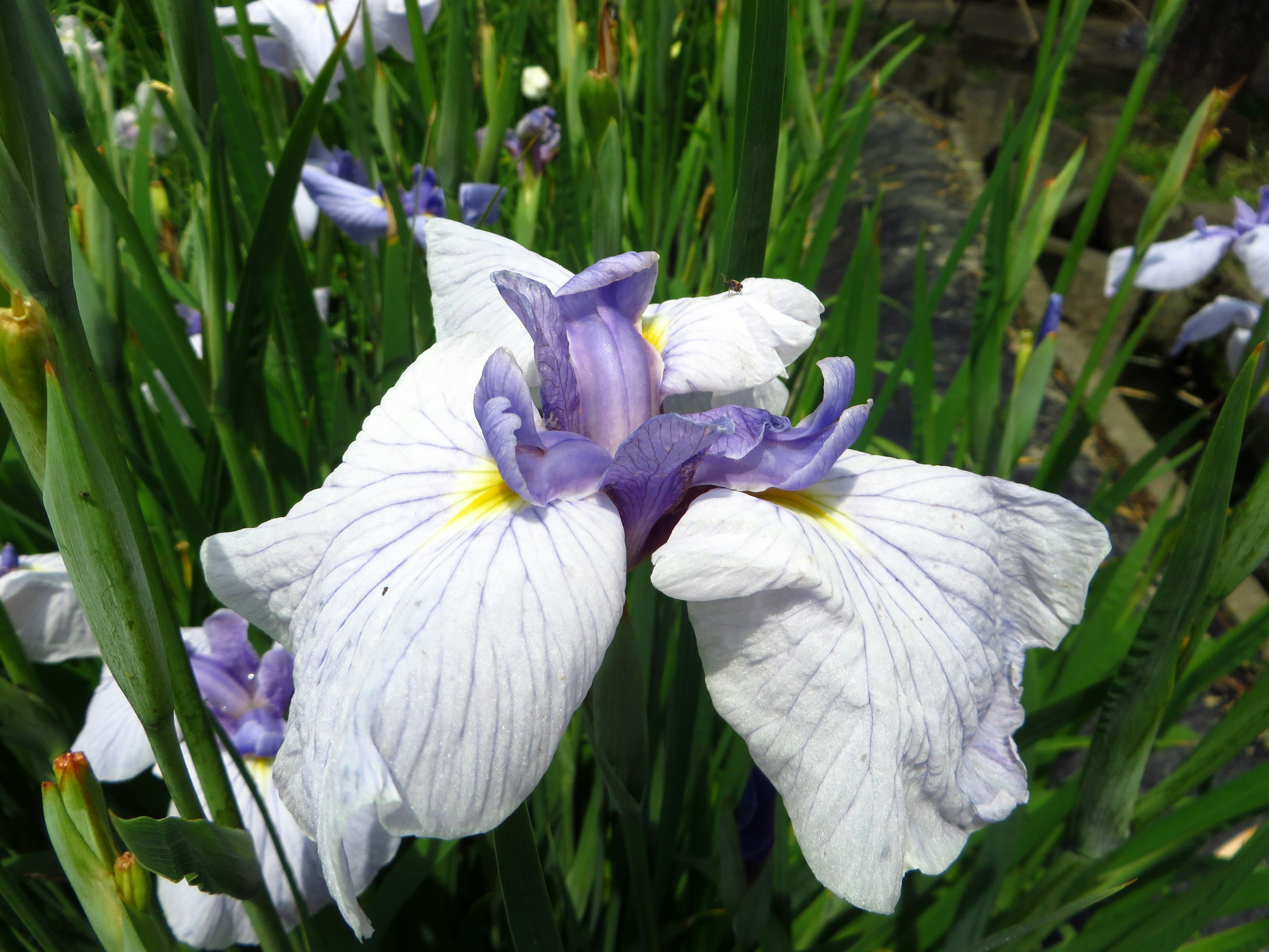 Iris flower with white petals and purple accents