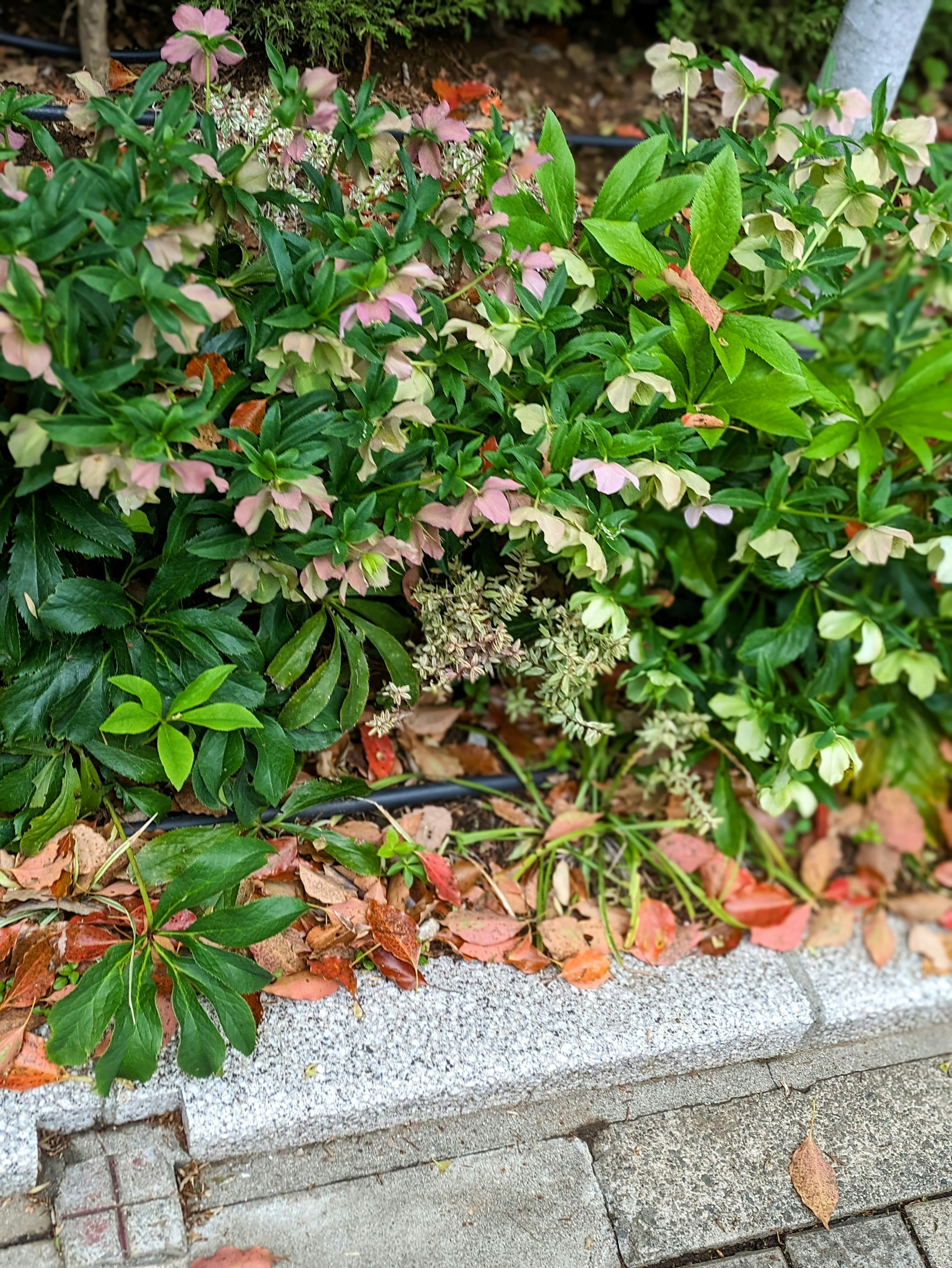 色とりどりの花と緑の葉が混ざった庭の風景