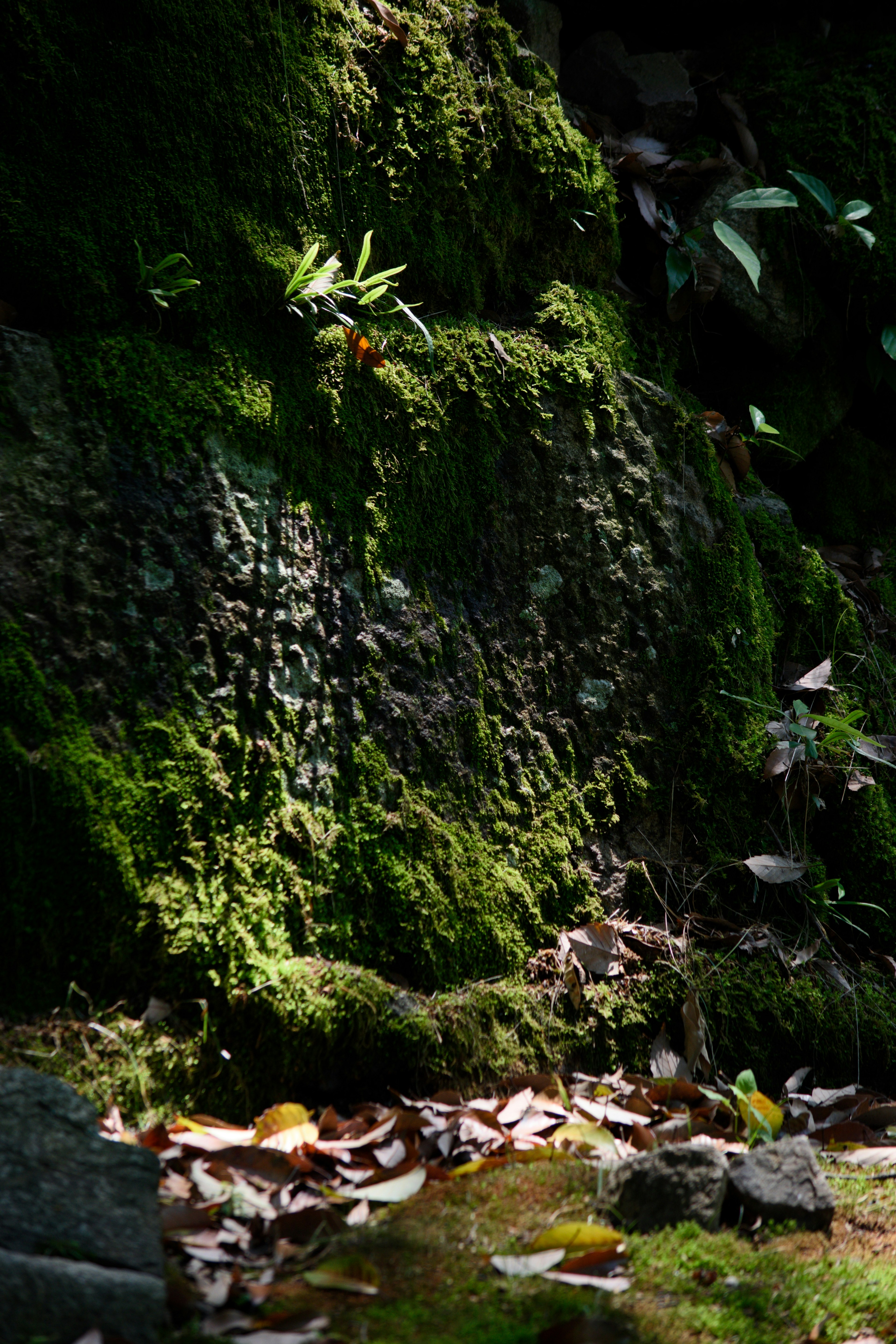 緑の苔と落ち葉が散らばる自然の風景