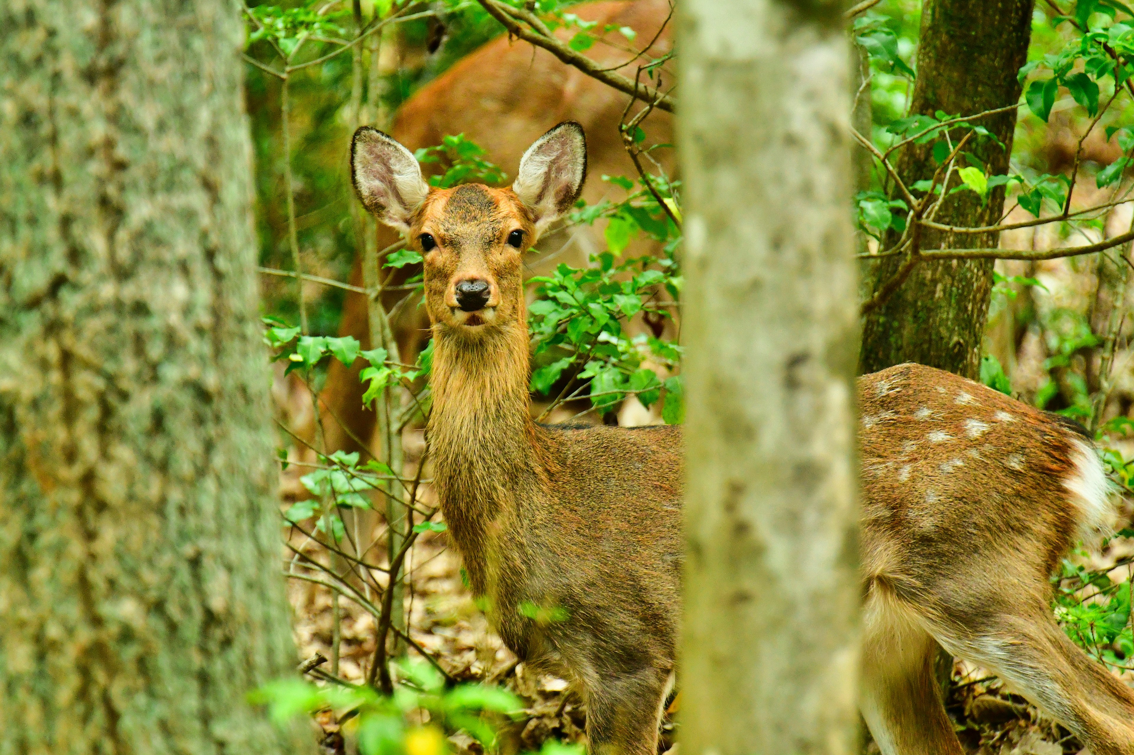 Rusa muda di hutan dikelilingi daun hijau dan pepohonan