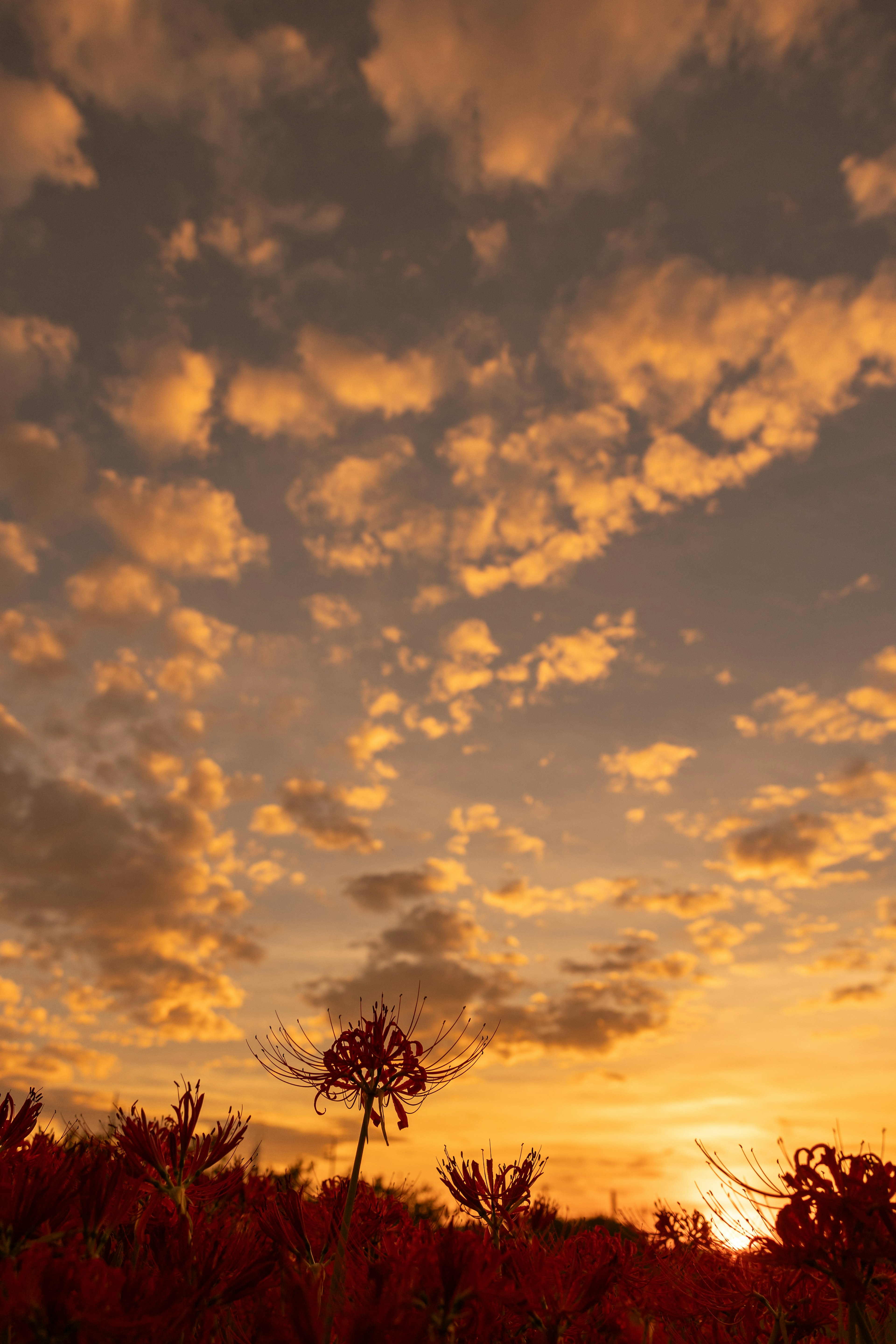 Orange clouds in a sunset sky with silhouetted trees