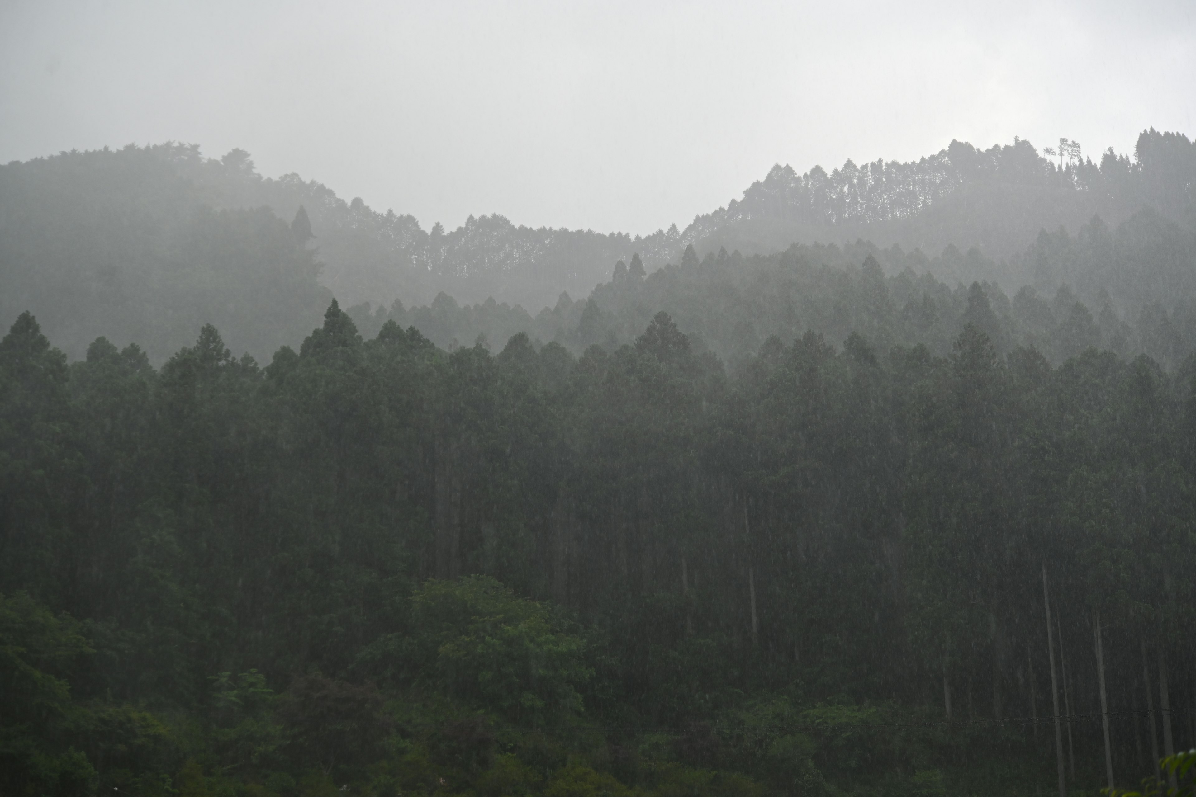 Paesaggio di montagne nebbiose e foresta