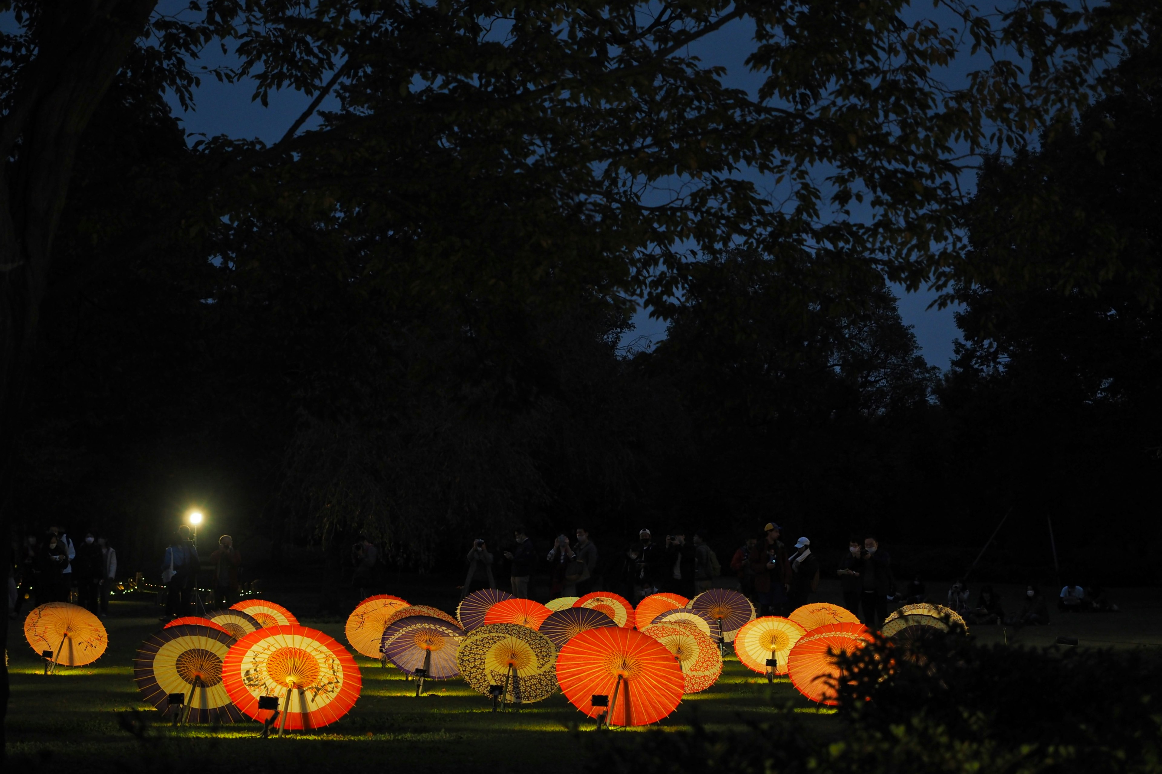 夜の公園に照らされたオレンジ色の傘が並んでいる