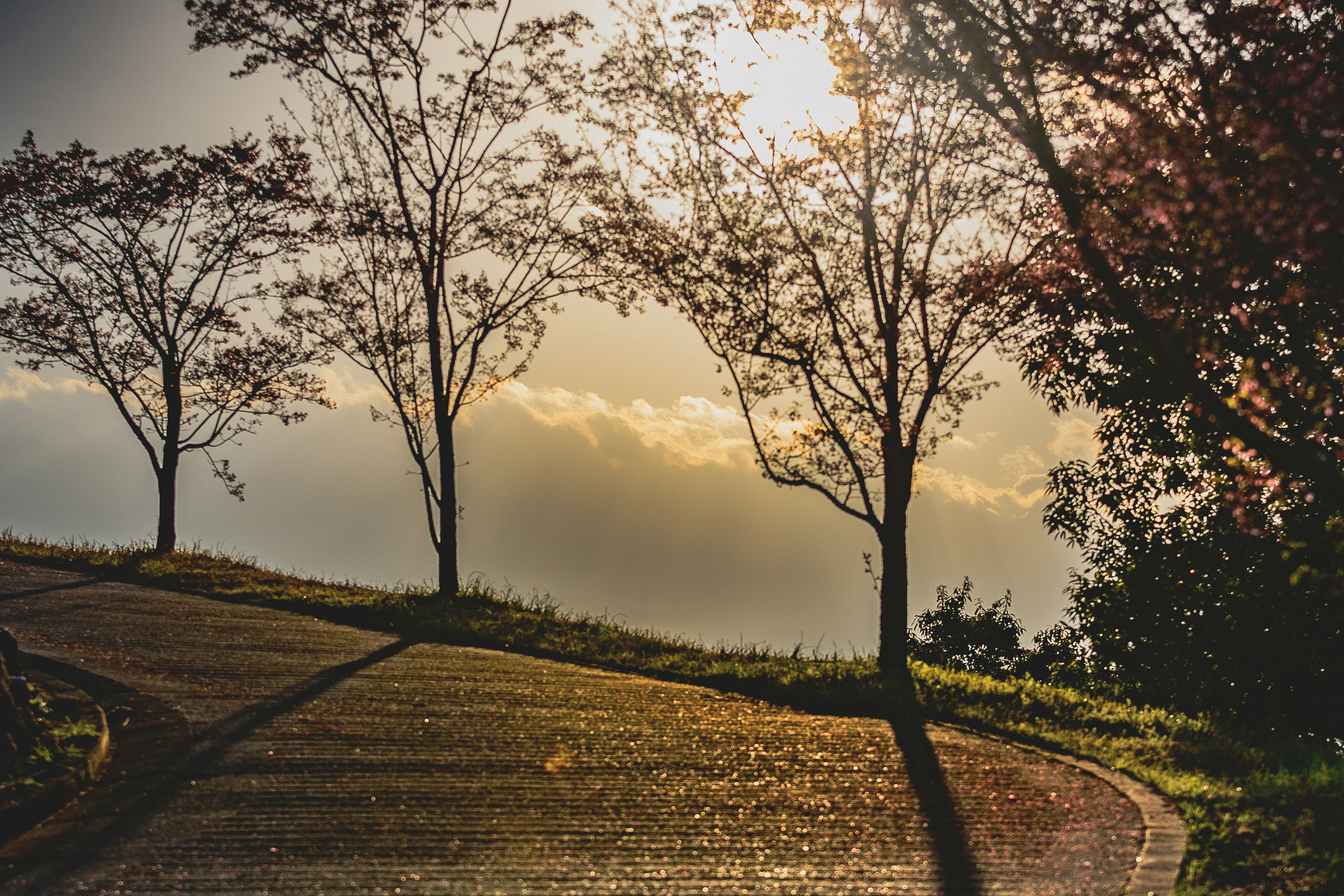 Kurvenweg mit silhouettierten Bäumen und Sonnenlicht