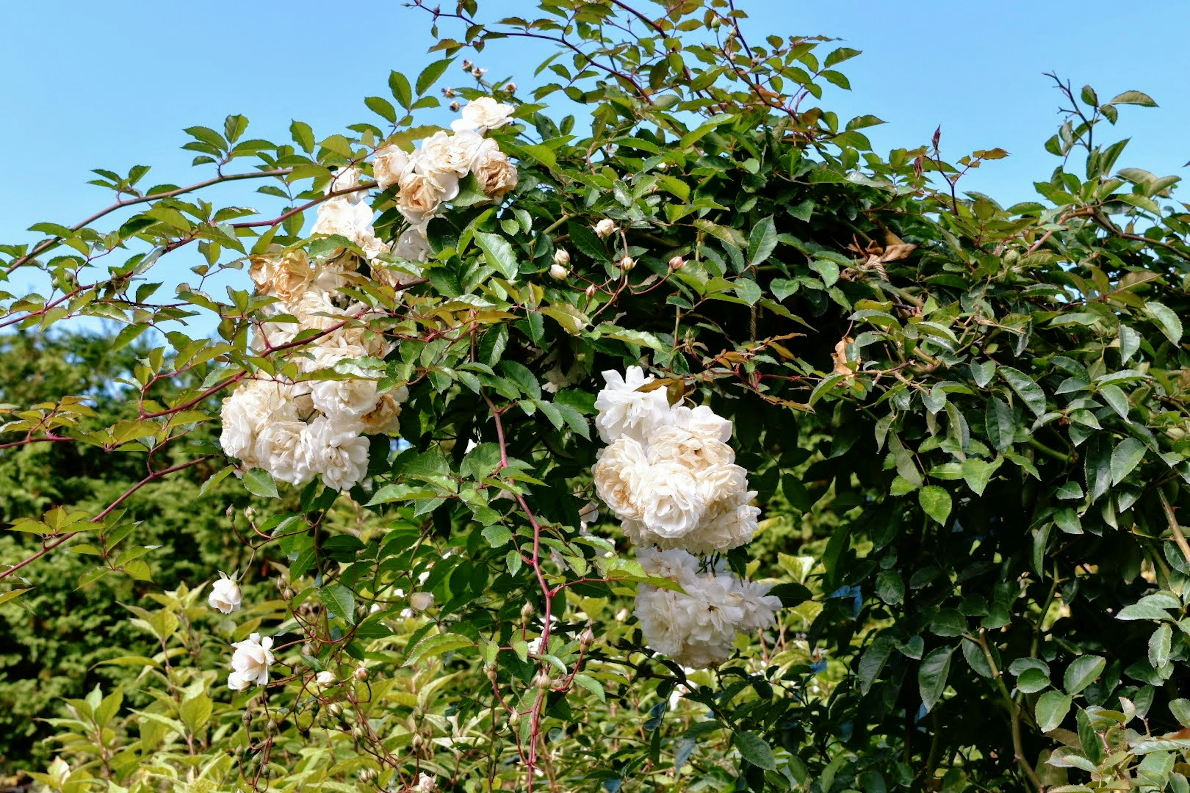 Ein Strauch mit blühenden weißen Rosen und üppigem grünem Laub