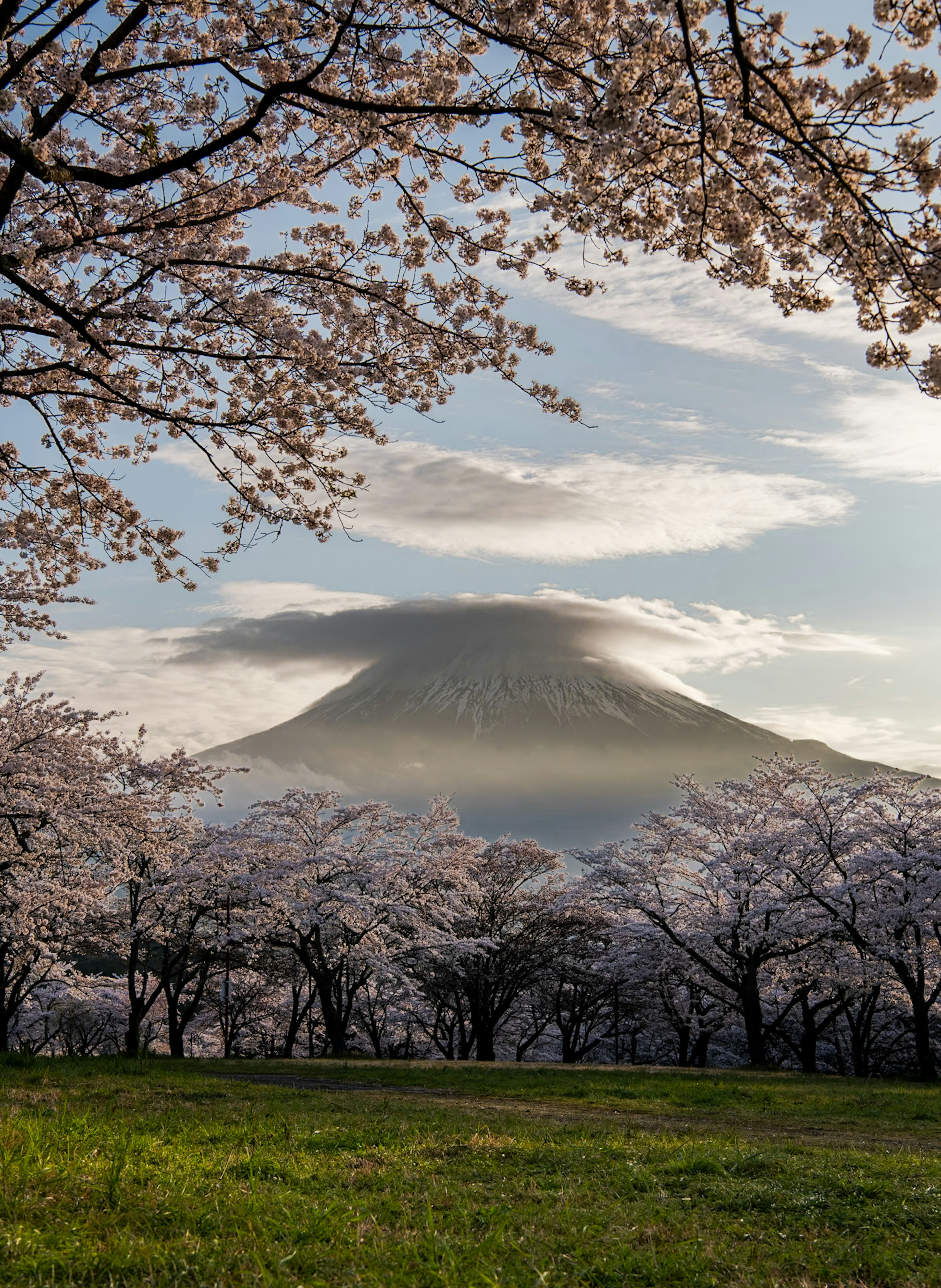 Scenic view of cherry blossoms with Mount Fuji in the background