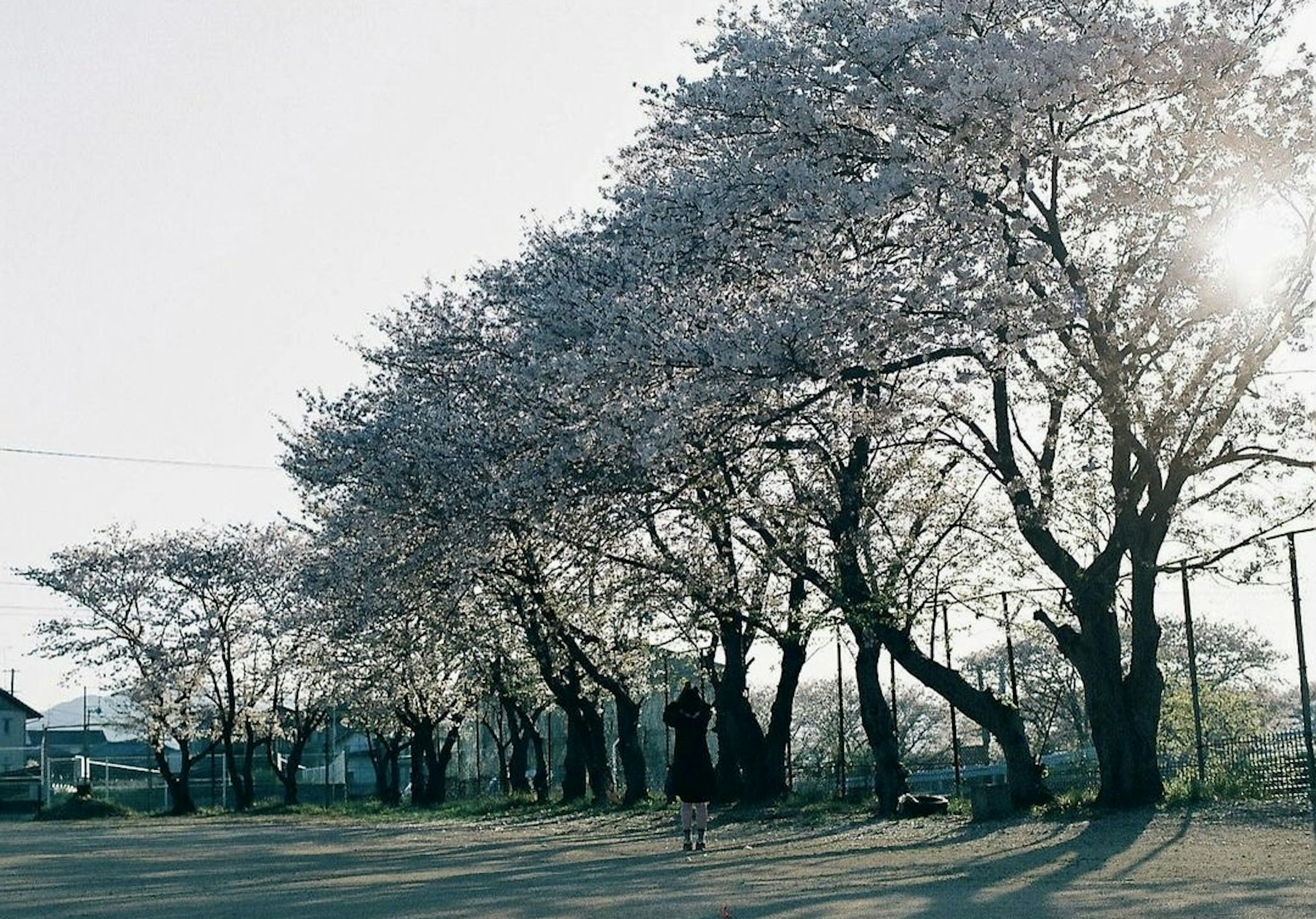 Escena de parque con árboles de cerezo en flor y luz solar