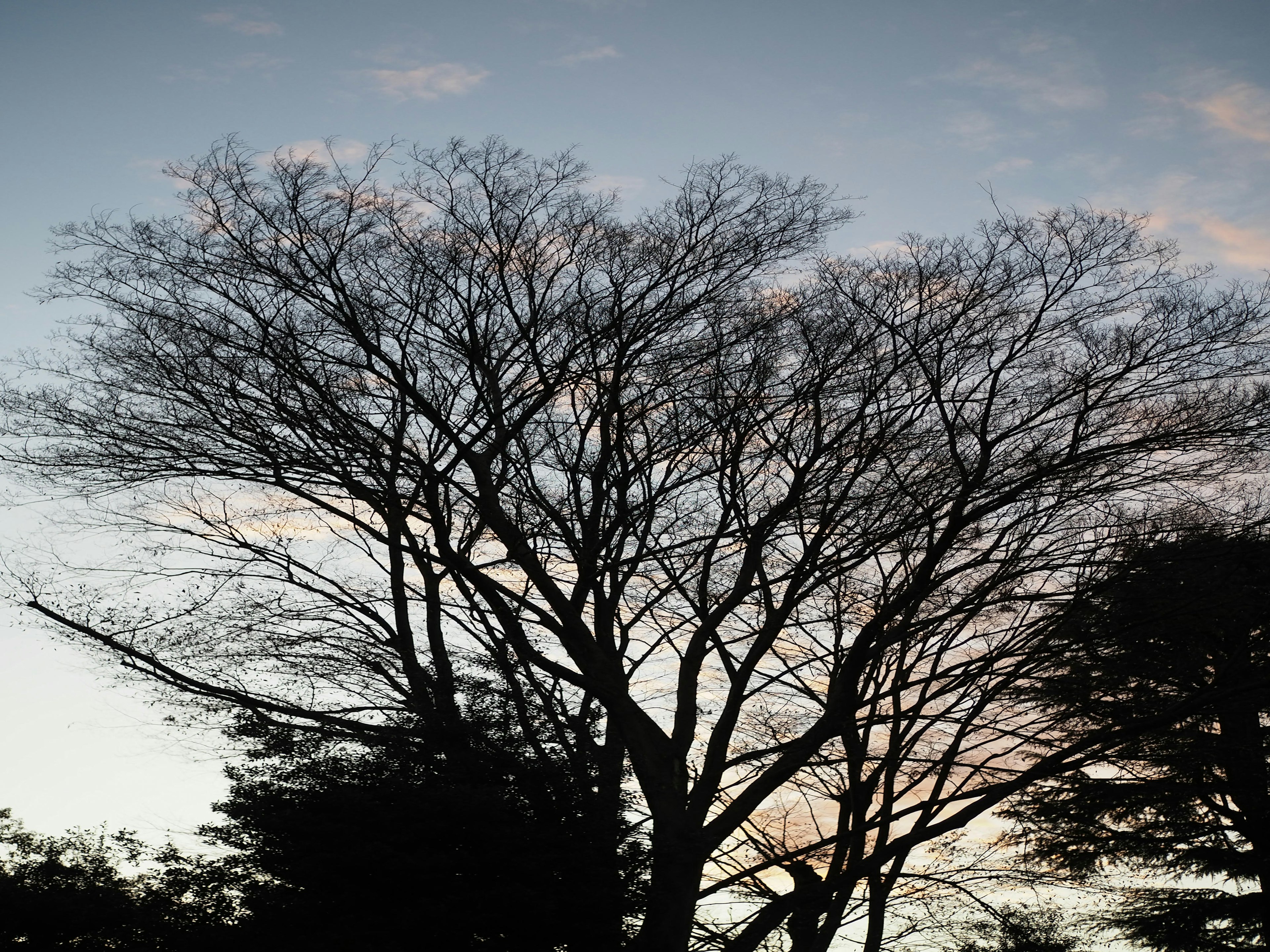 Silhouette eines Baumes mit dünnen Ästen in der Dämmerung