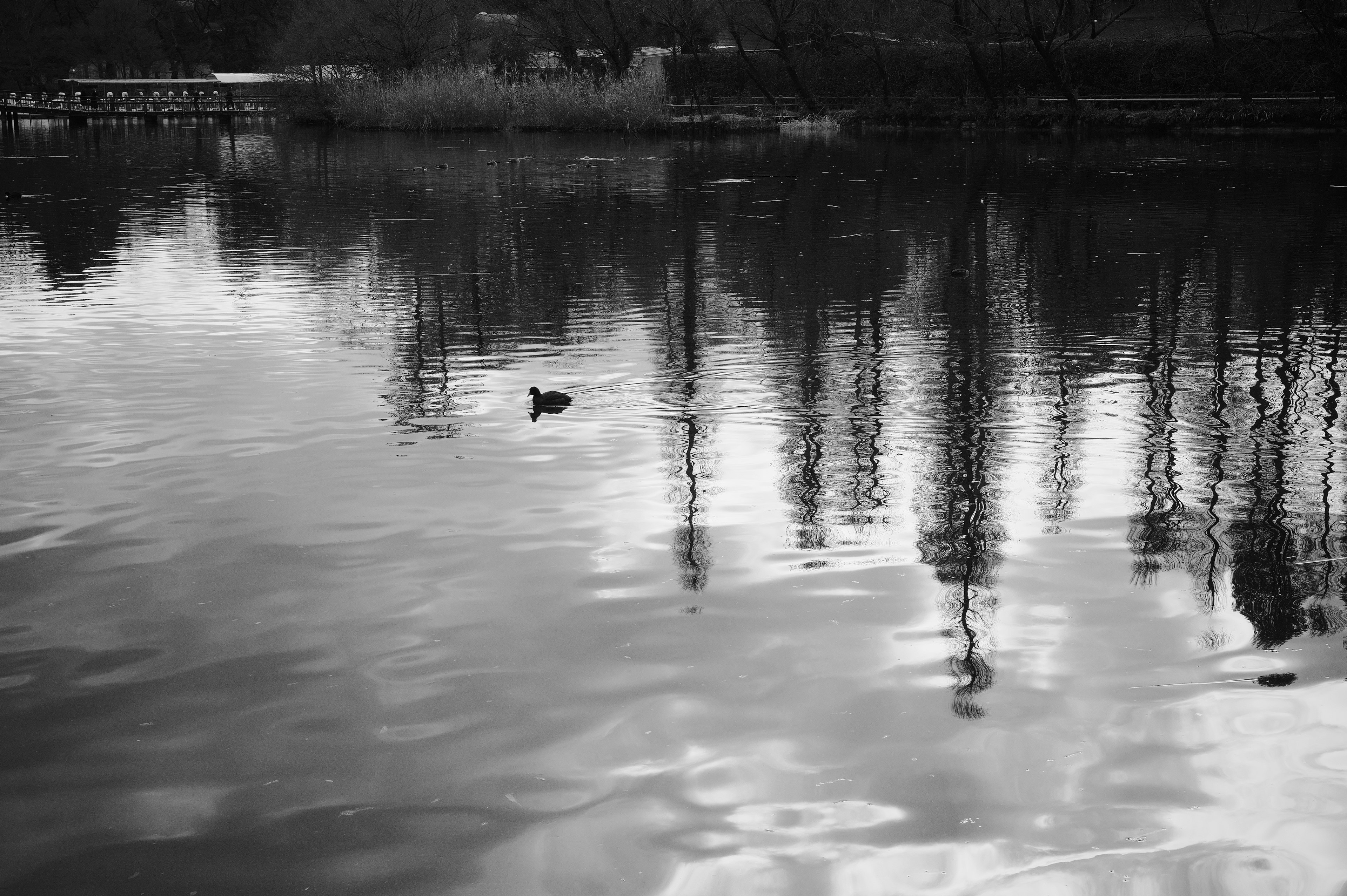 Eine kleine Vogelsilhouette, die auf einem ruhigen See schwimmt, mit Reflexionen von Bäumen auf der Wasseroberfläche