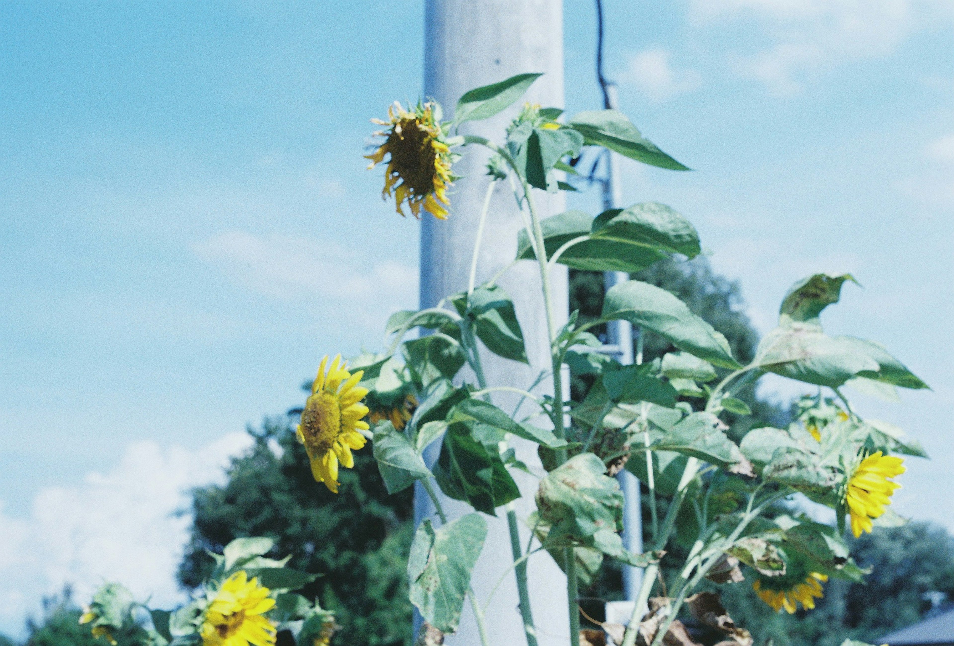 Des tournesols poussant sous un ciel bleu à côté d'un poteau électrique