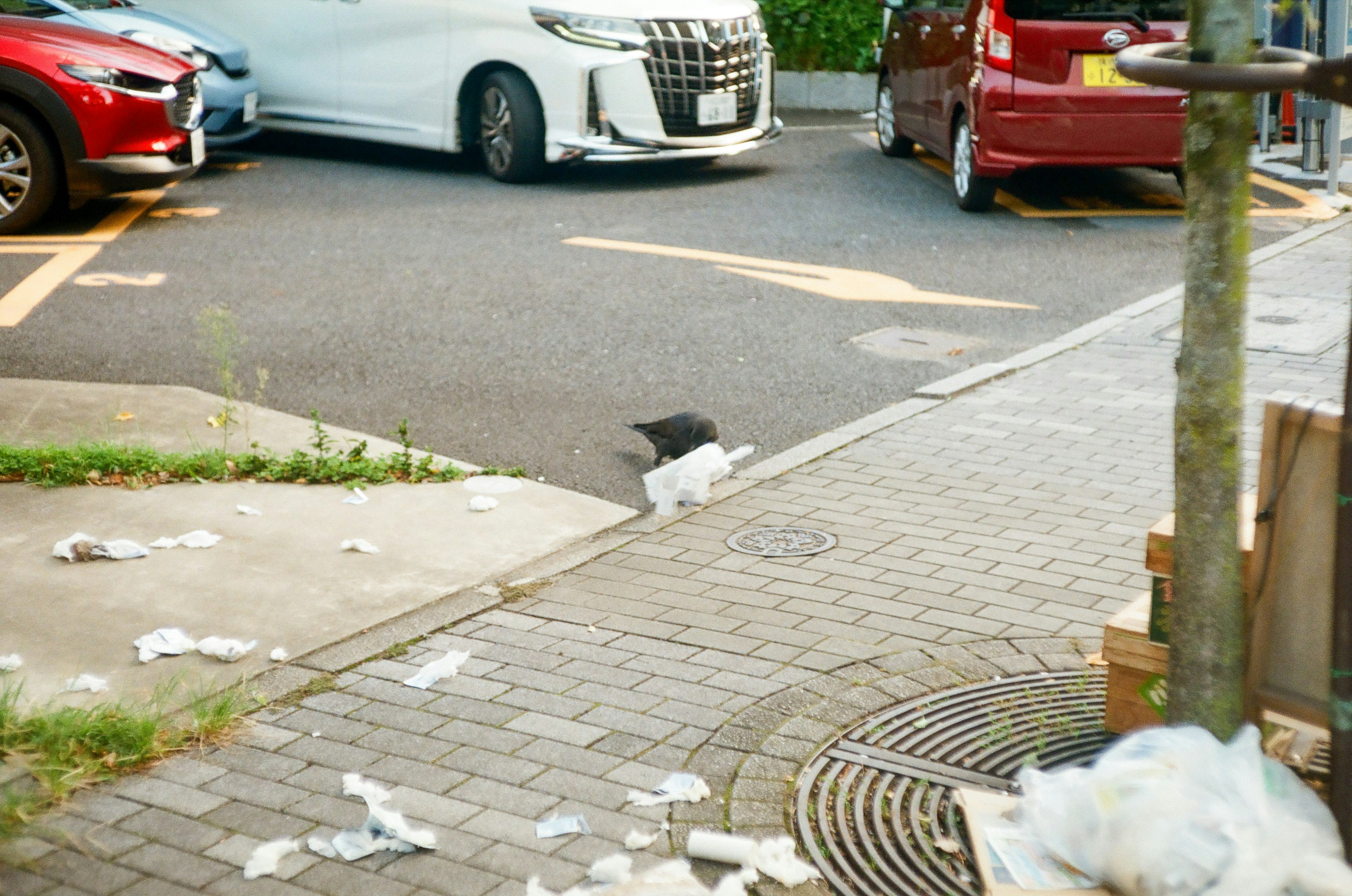 道路の隅にあるゴミと一羽の黒い鳥