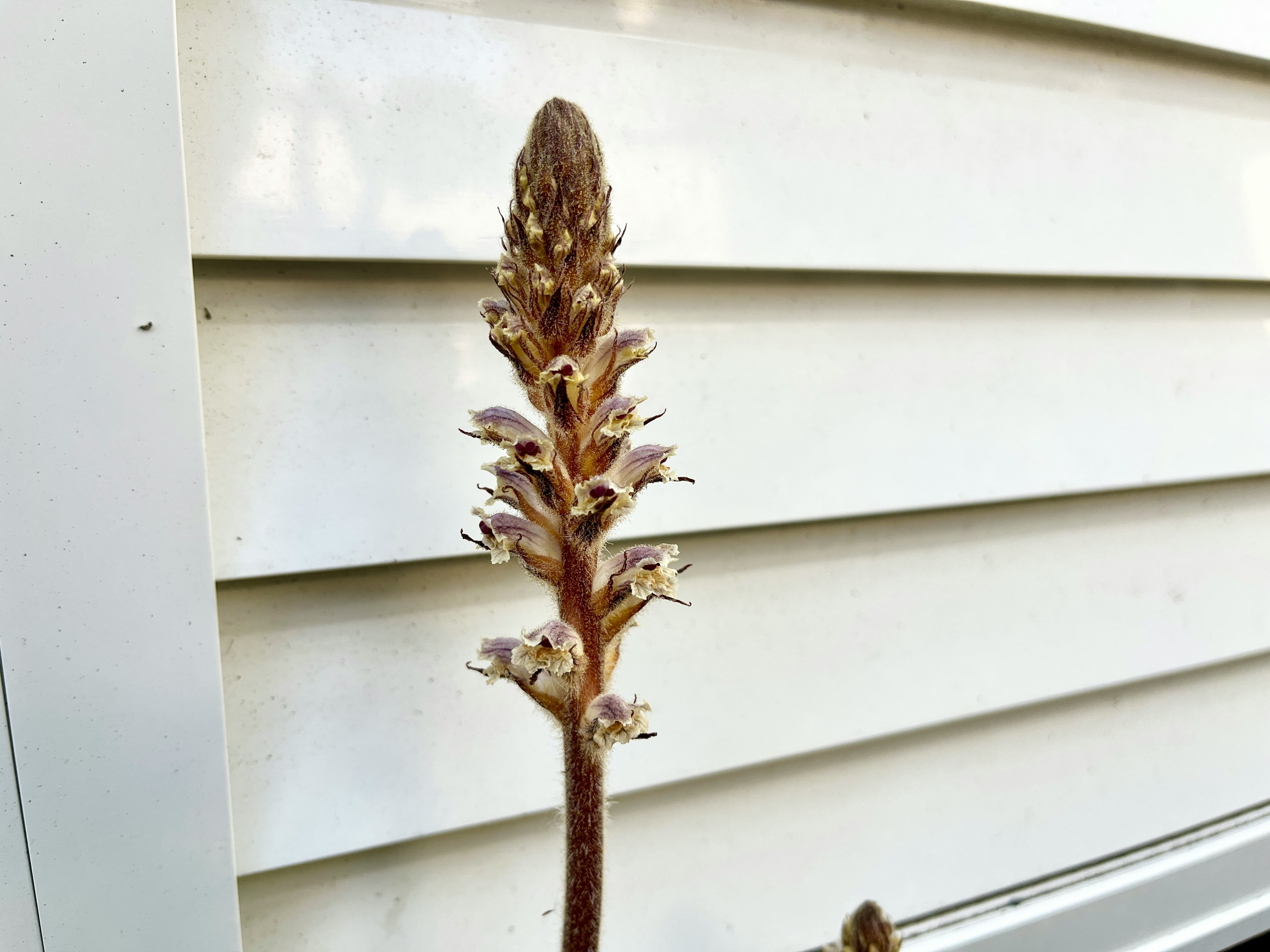 白い外壁の前に立っている植物の芽