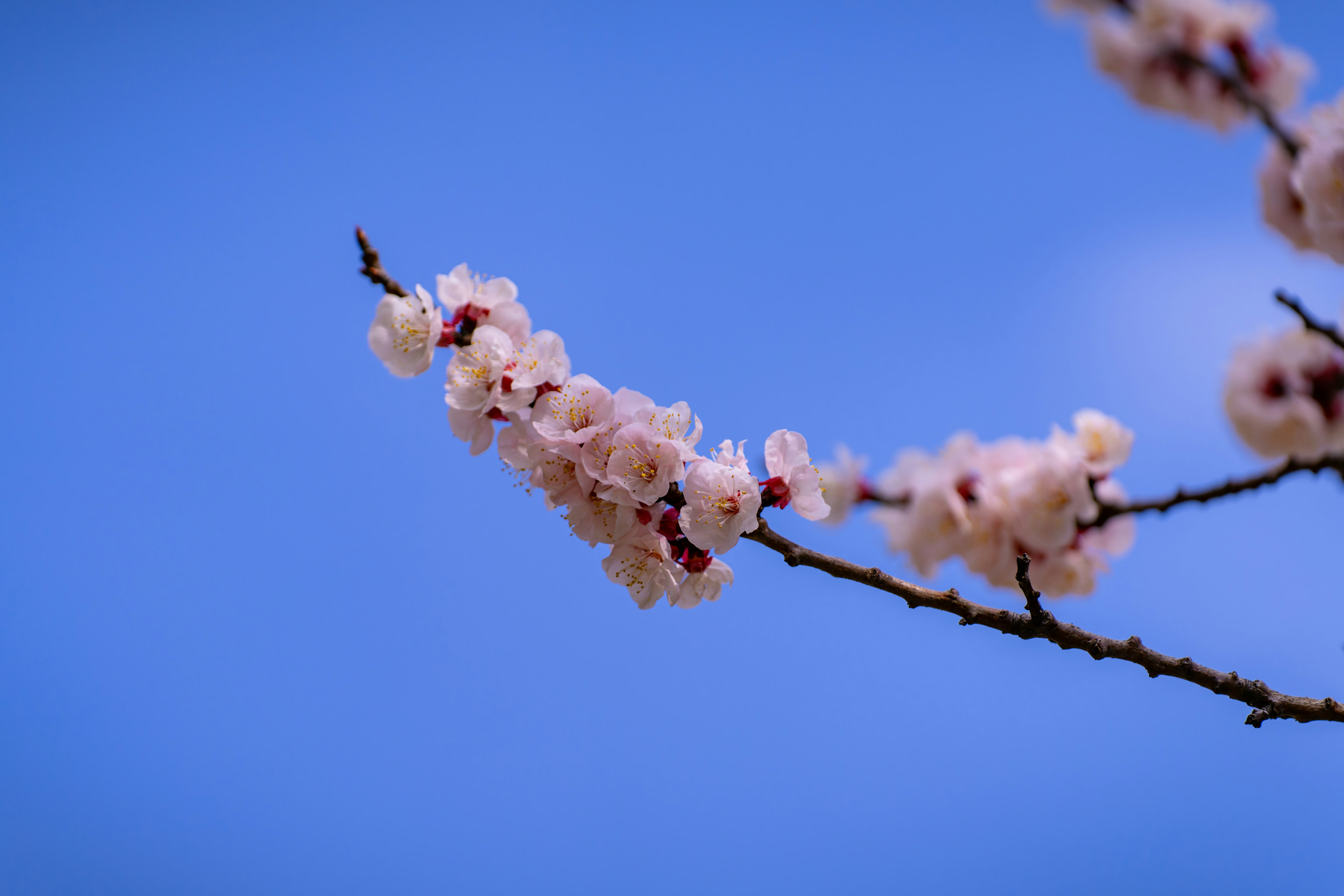 Branch of cherry blossoms against a blue sky