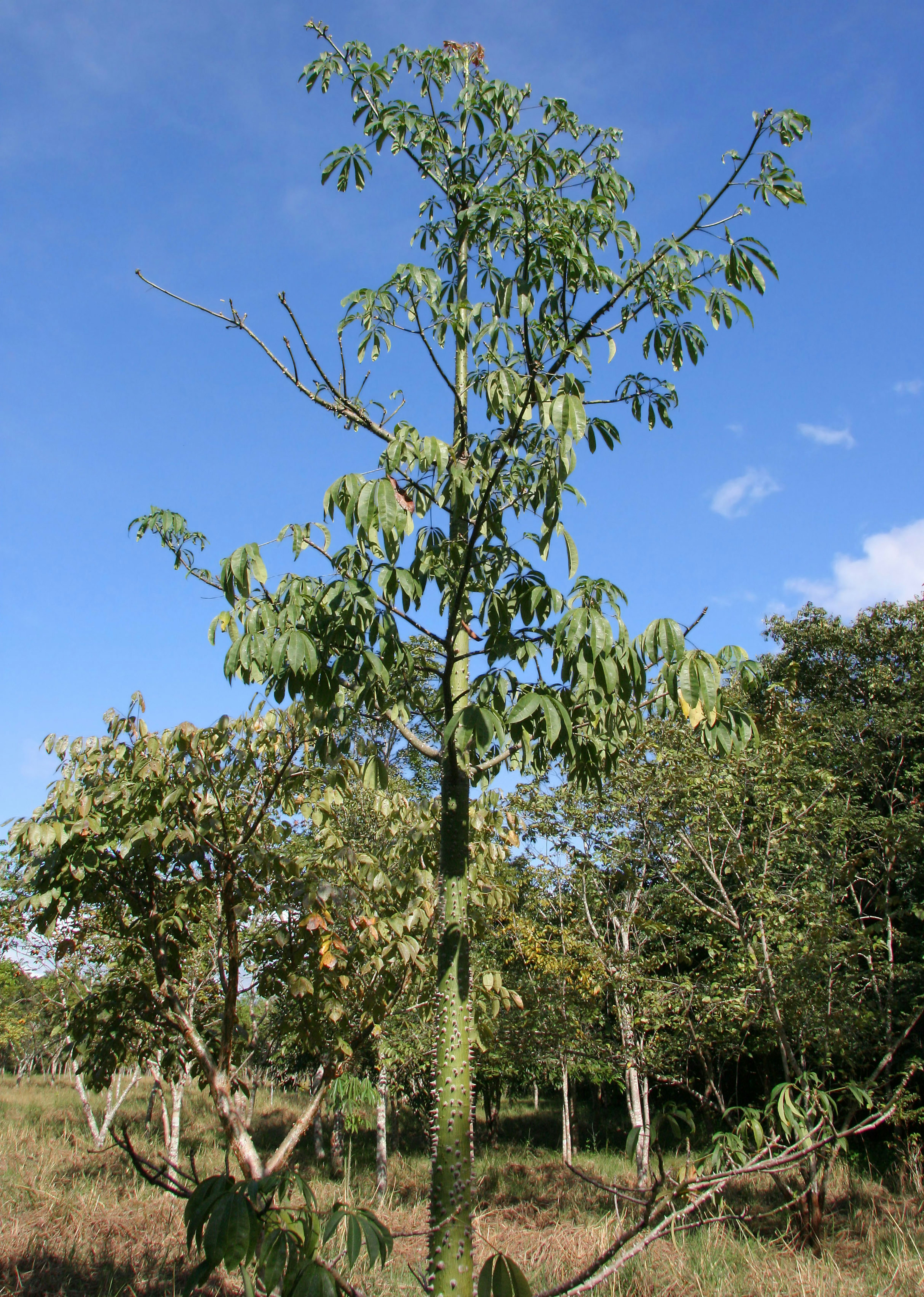 Grand arbre sous un ciel bleu entouré de verdure