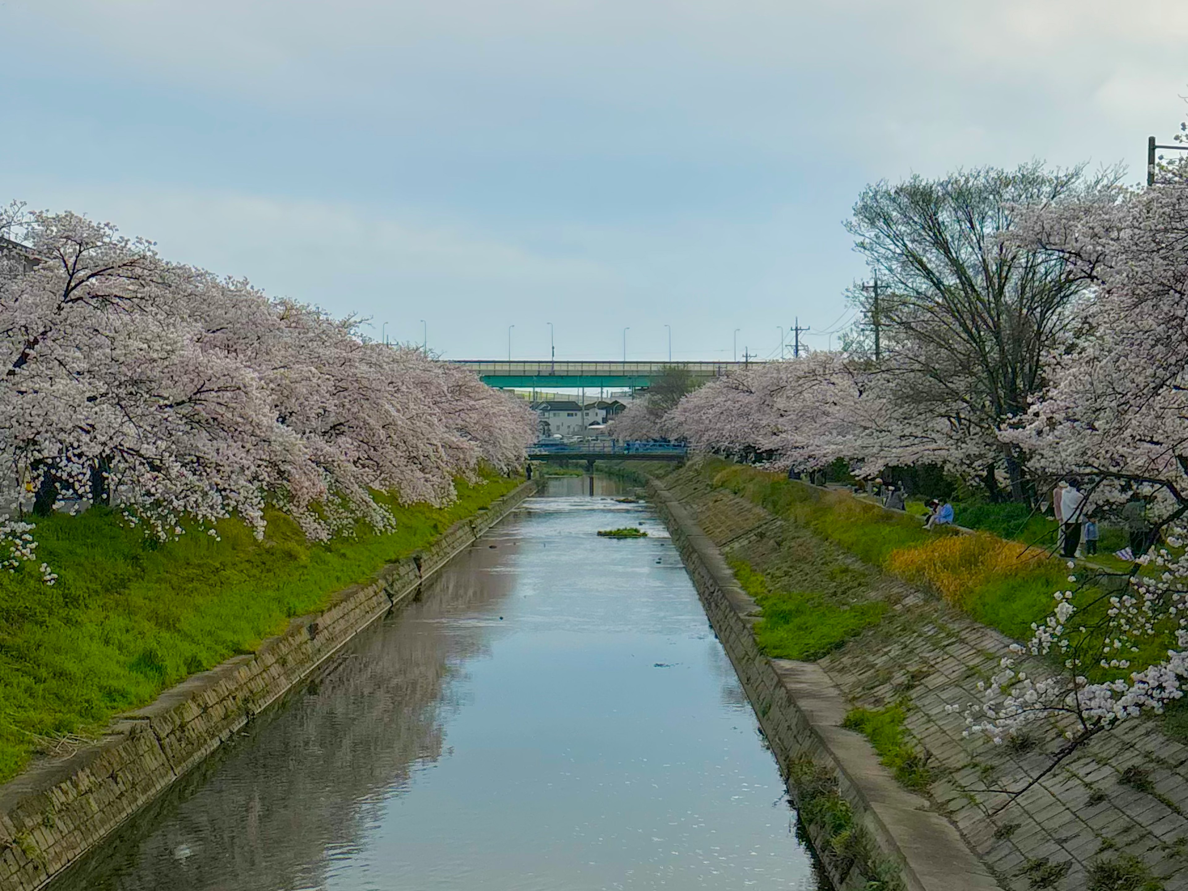 Vista escénica de un río bordeado de cerezos en flor