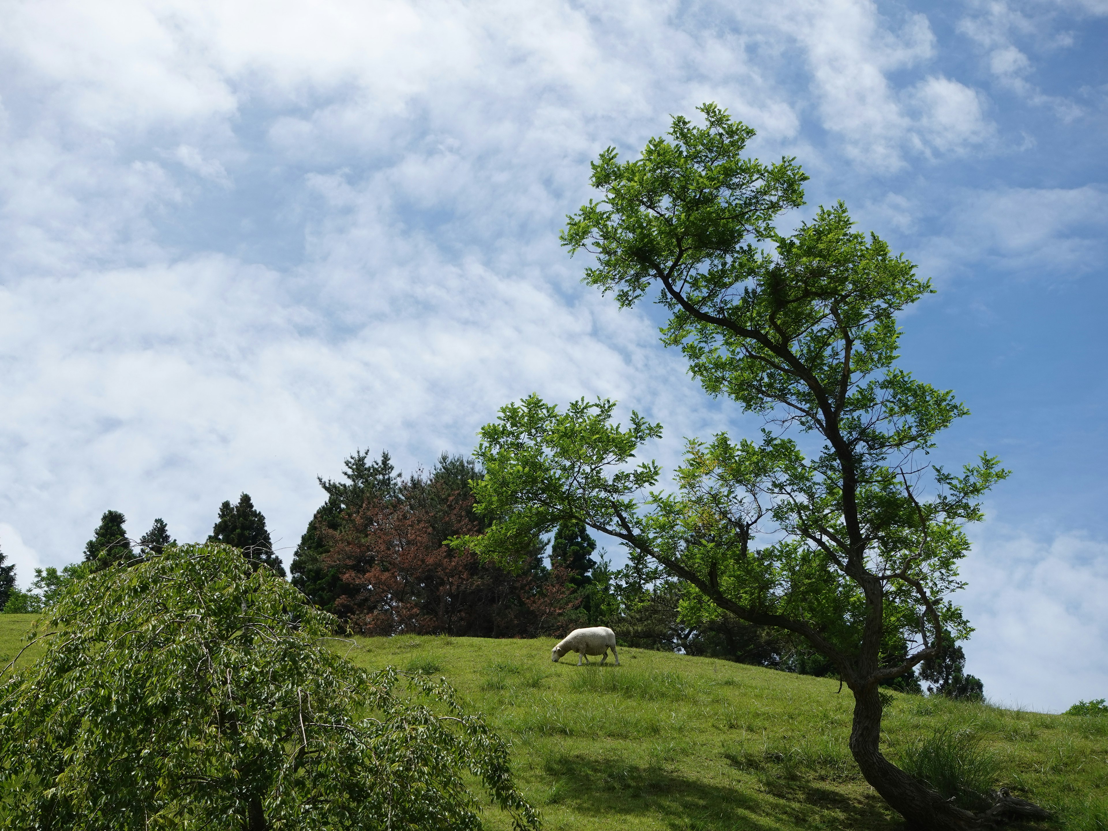 緑の丘の上にある大きな木と羊の風景