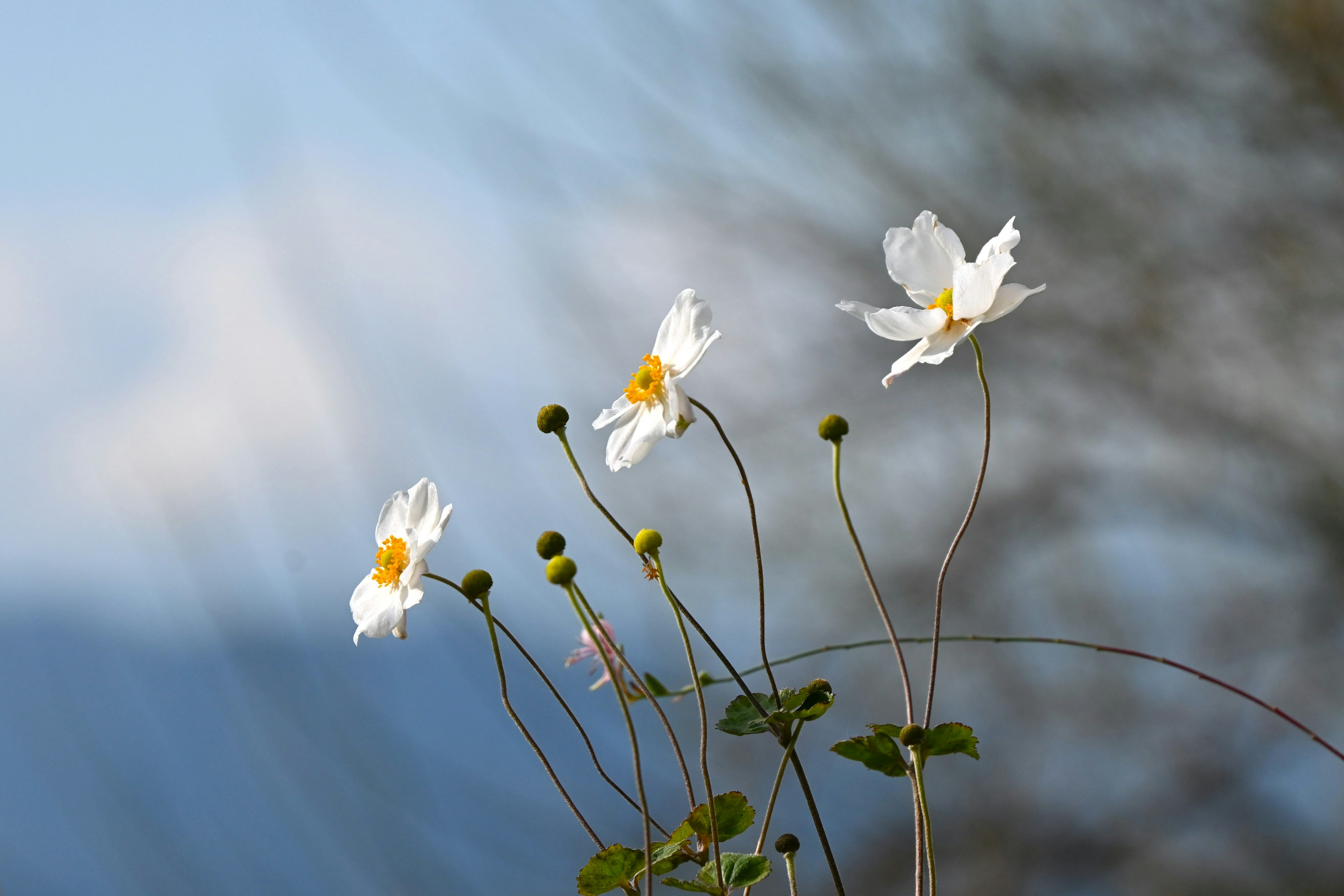 Delicate white flowers with yellow centers against a blue sky