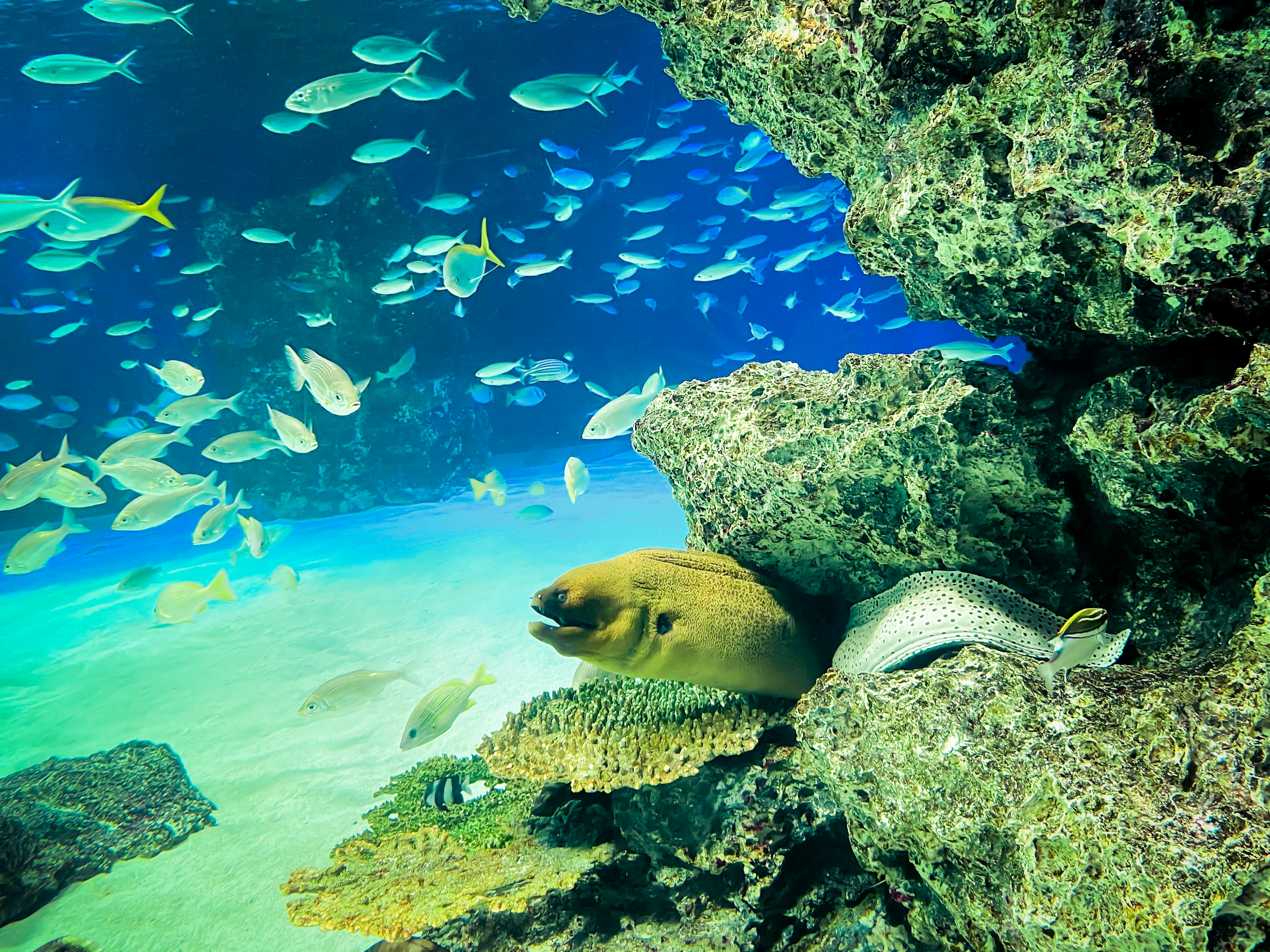 色とりどりの魚が泳ぐ美しい海中の景色 サンゴ礁と岩の間にいるウツボ