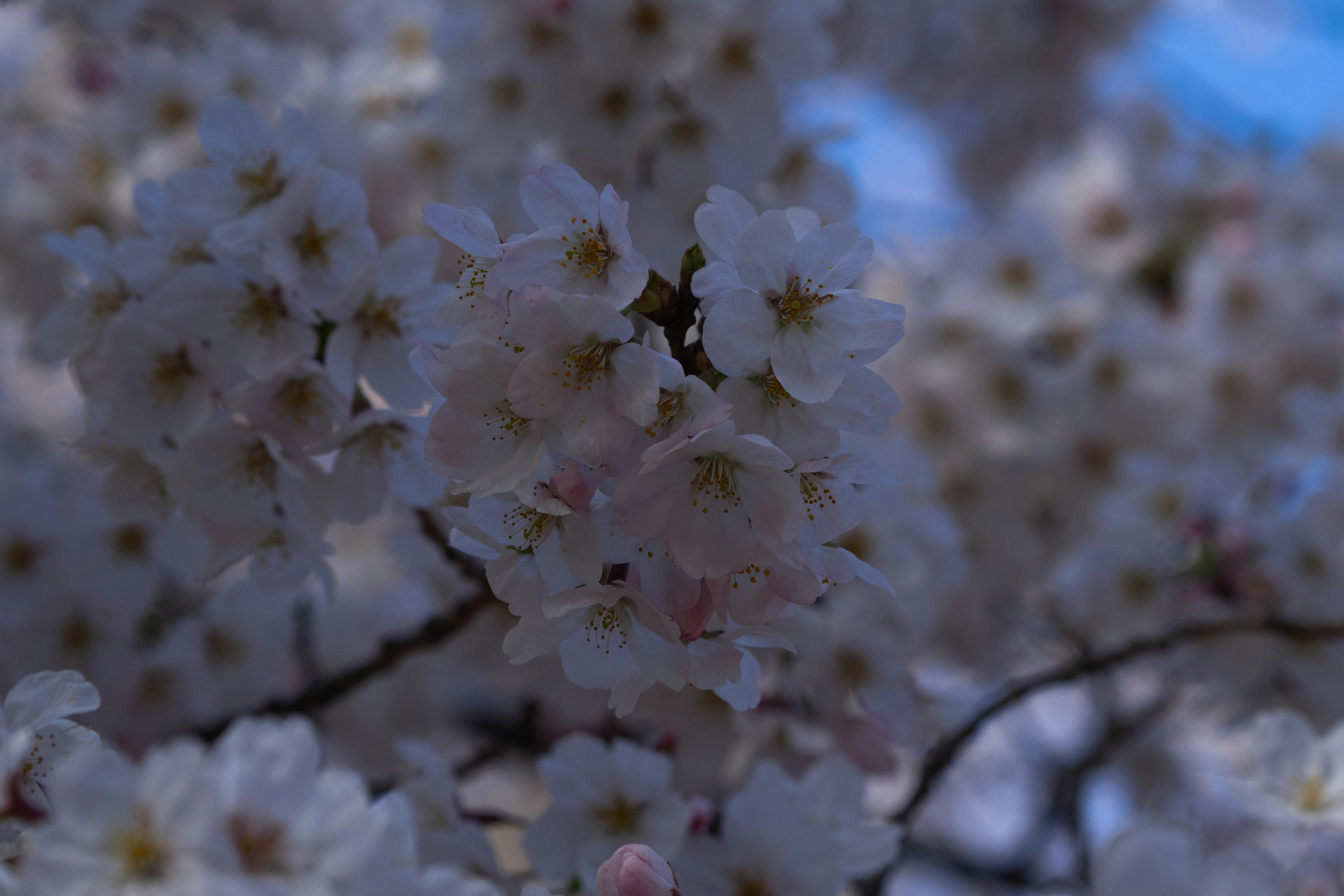 Primo piano di fiori di ciliegio su rami contro un cielo blu con petali bianchi