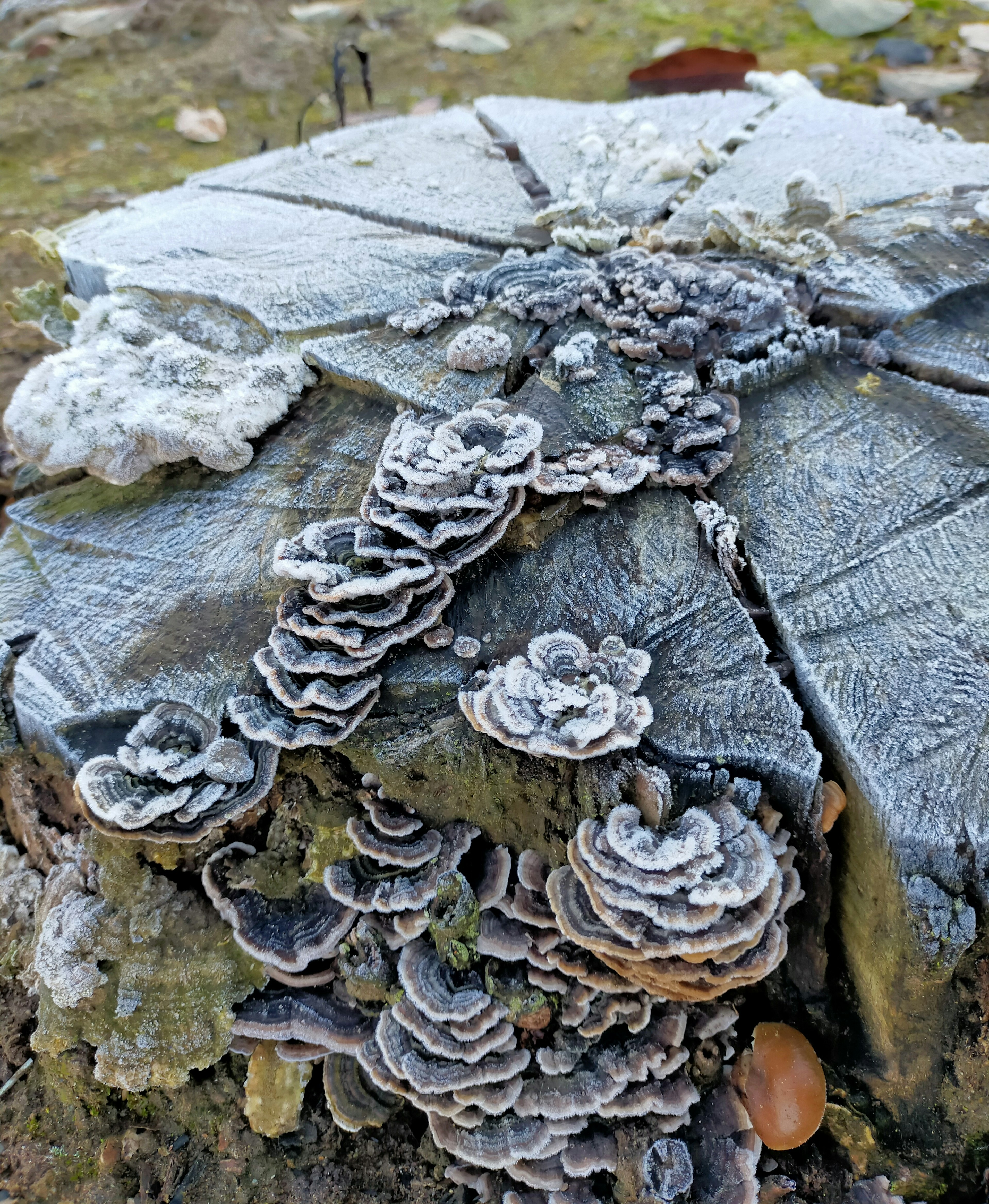 Souche d'arbre recouverte de givre avec des grappes de champignons blancs