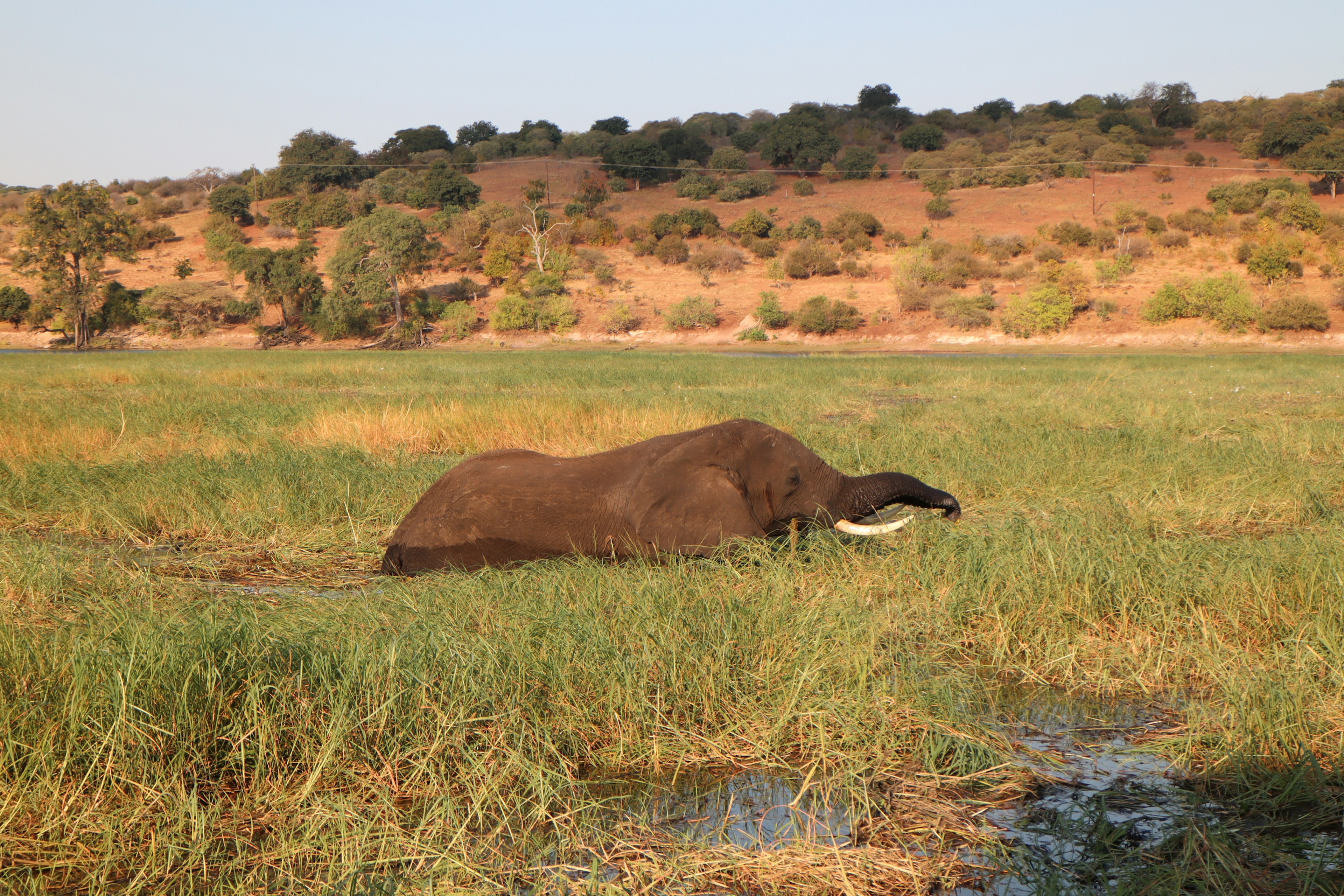 Ein Elefant liegt in einem grasbewachsenen Feld umgeben von grünem Gras und trockenen Hügeln