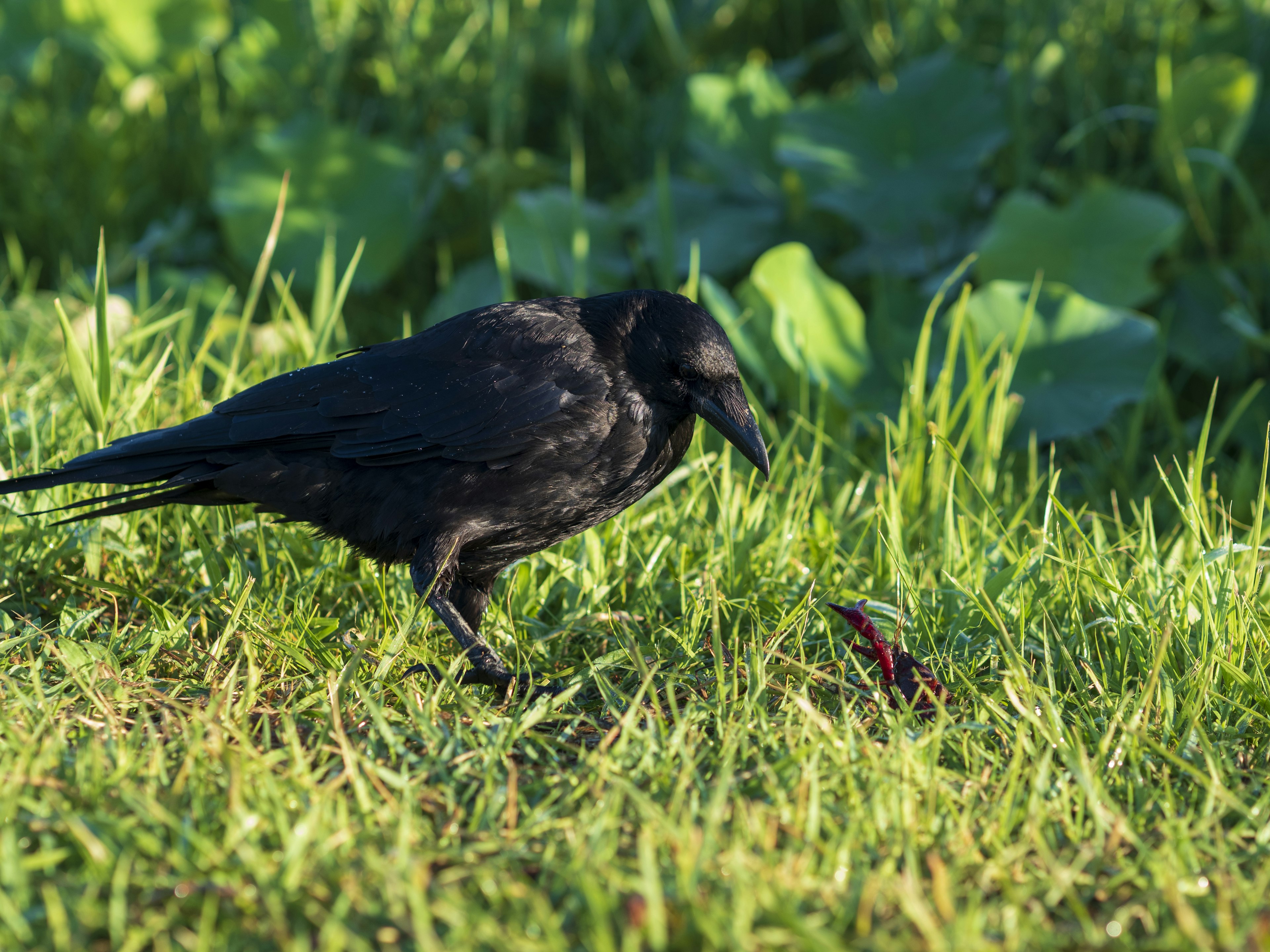 Un corvo nero che cerca insetti nell'erba