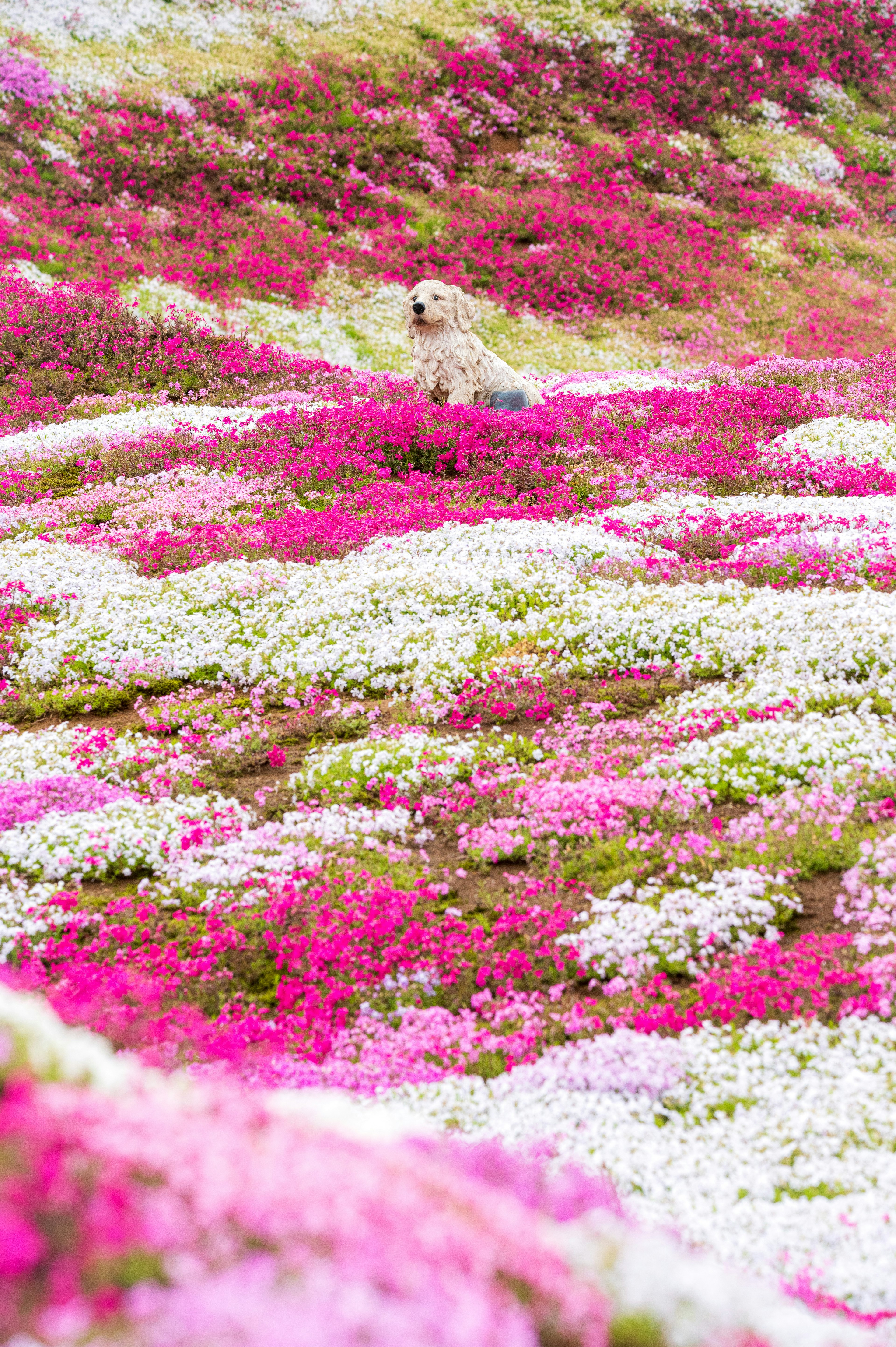 色とりどりの花が咲き誇る風景とその中にいる犬