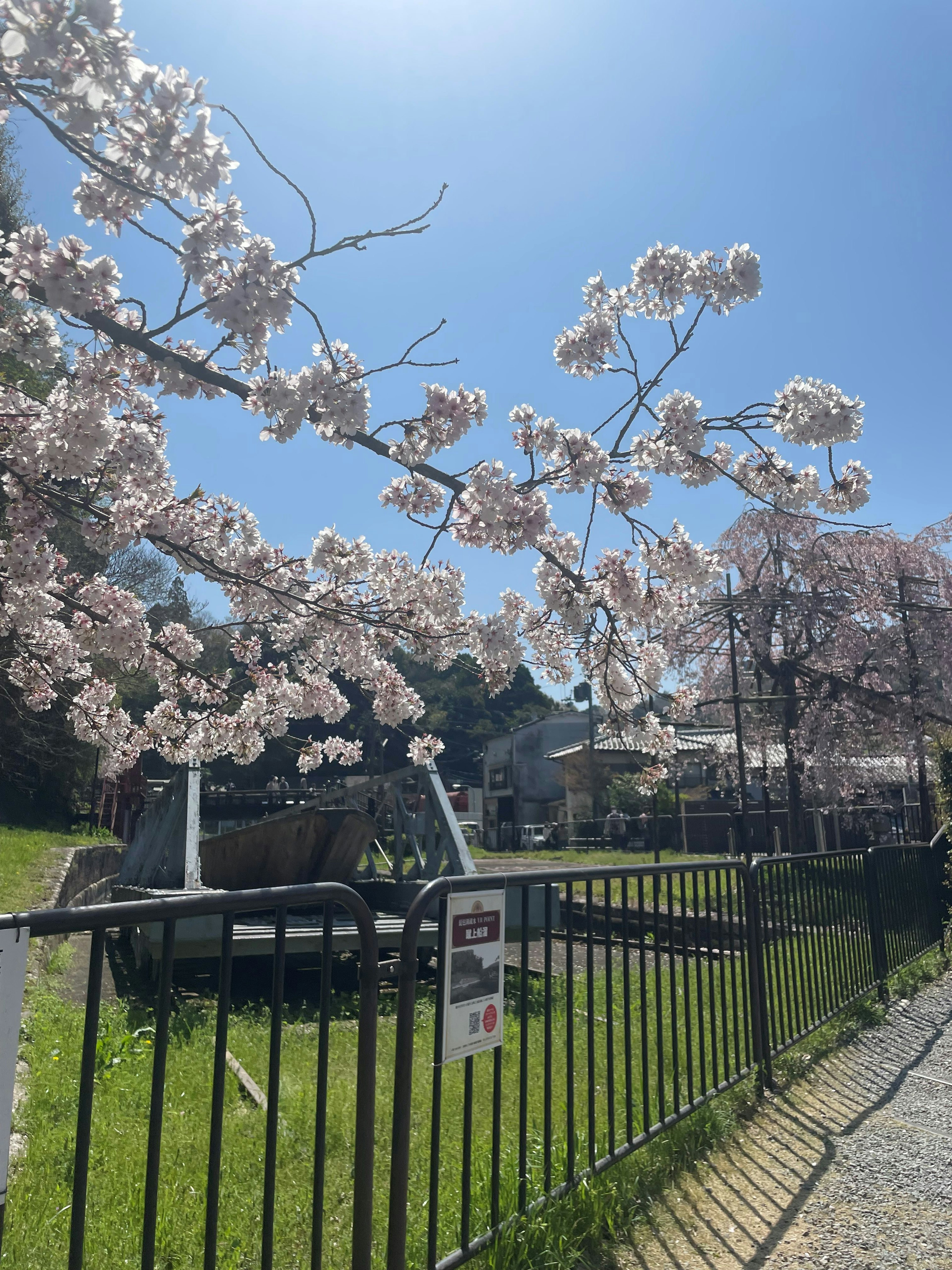 公園裡的櫻花樹和晴朗的藍天