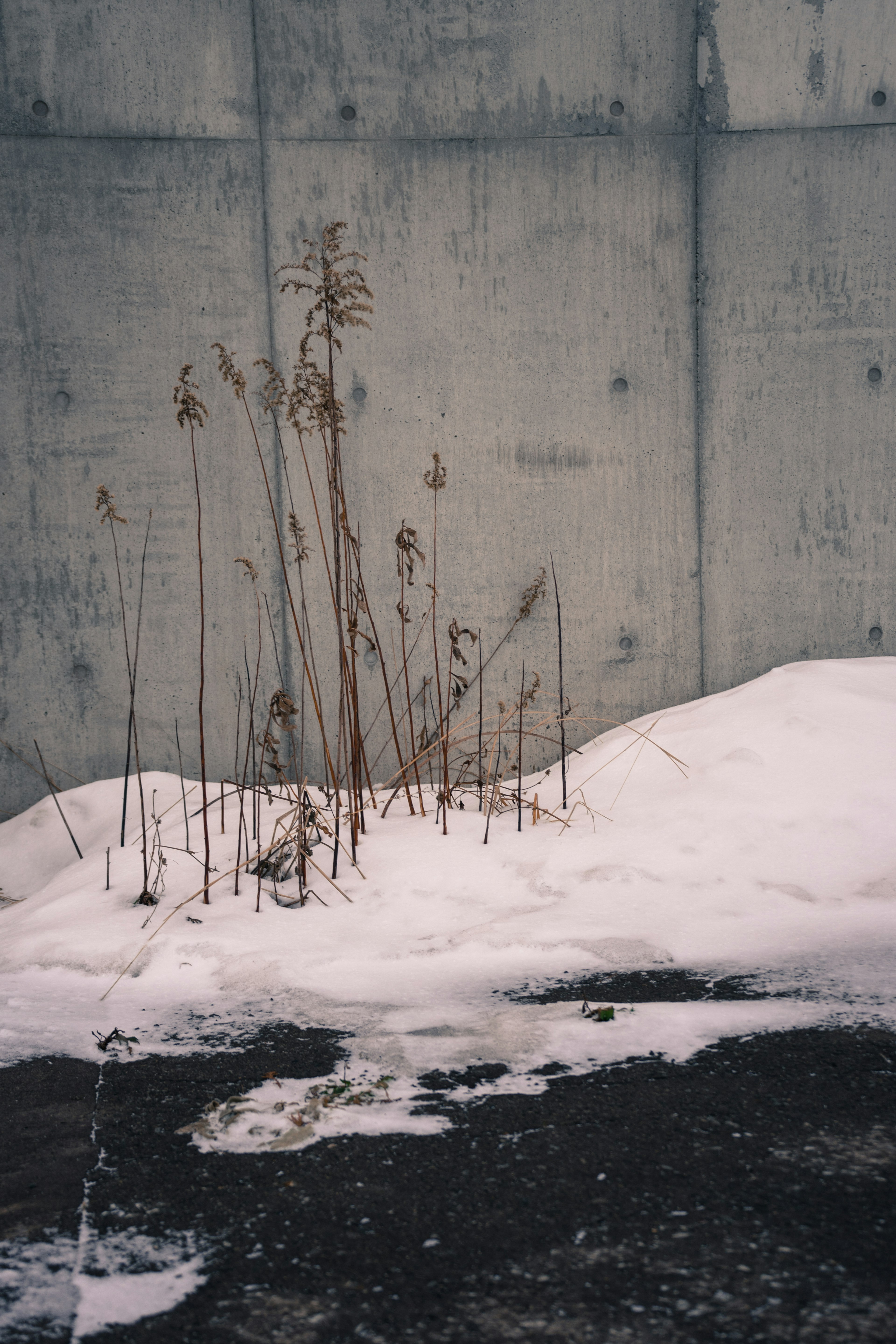 在雪覆盖的地面上生长的枯草和混凝土墙