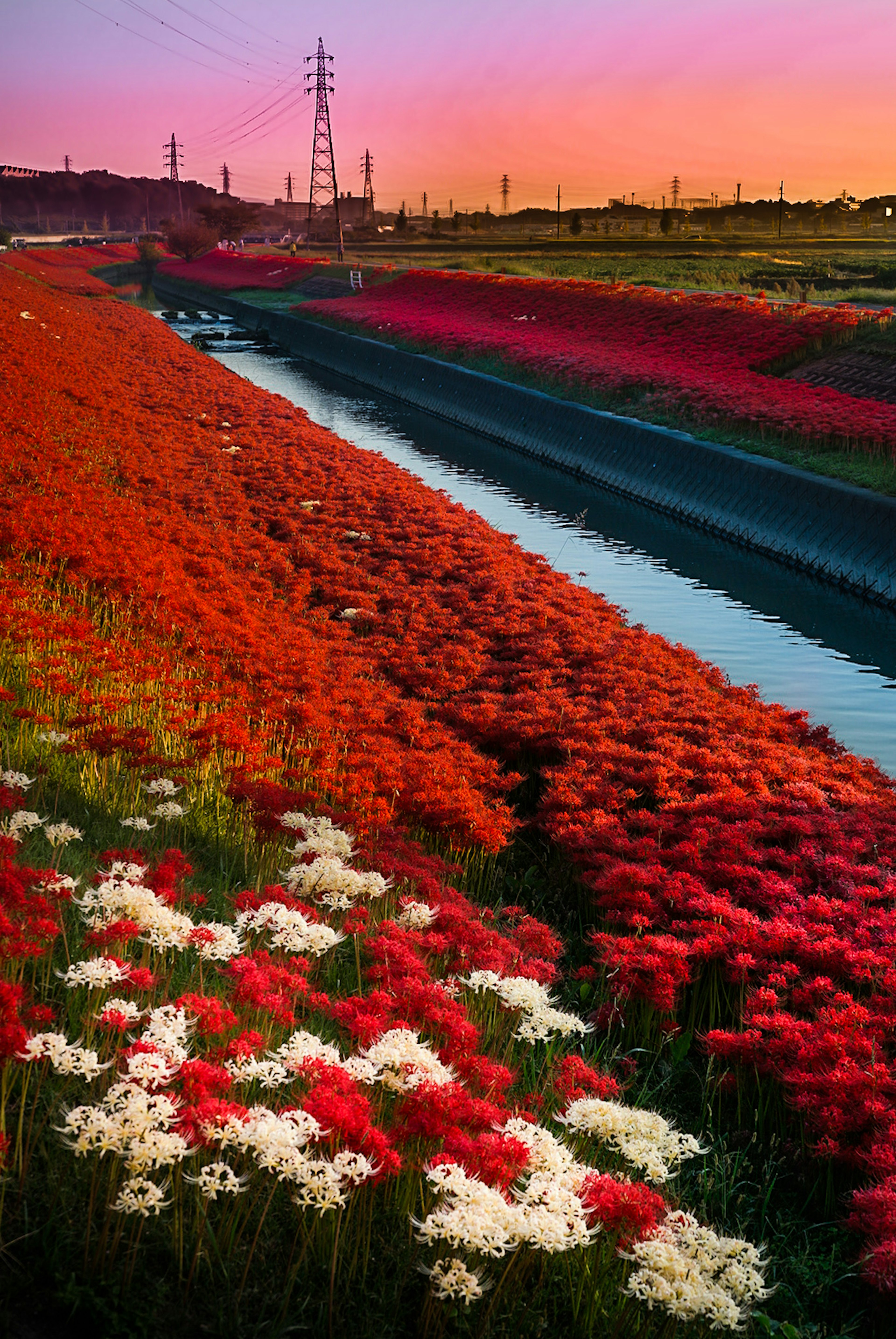 Vibrant landscape of red and white flowers along a canal at sunset