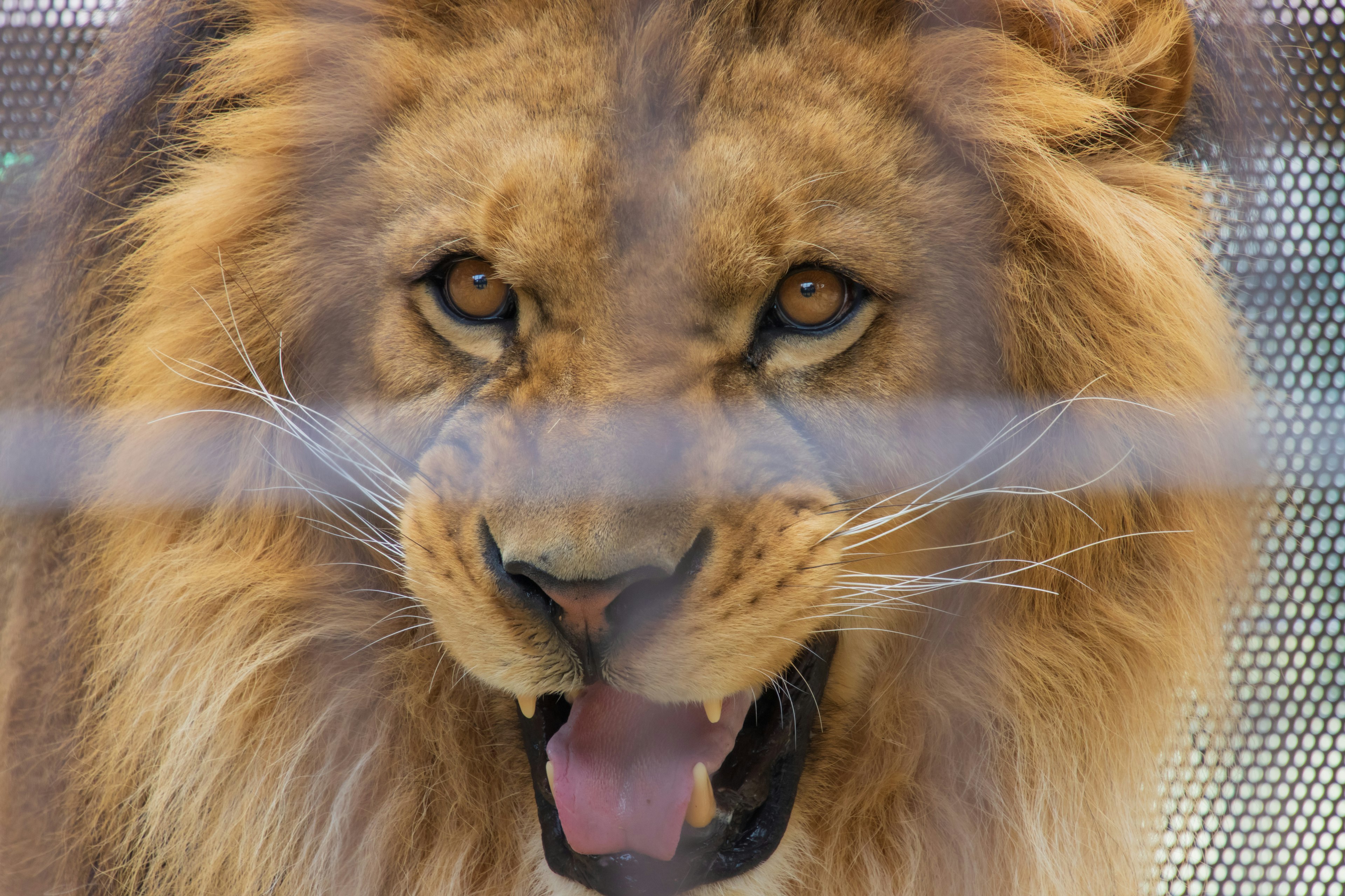 Close-up image of a lion's face featuring a fierce expression and sharp eyes