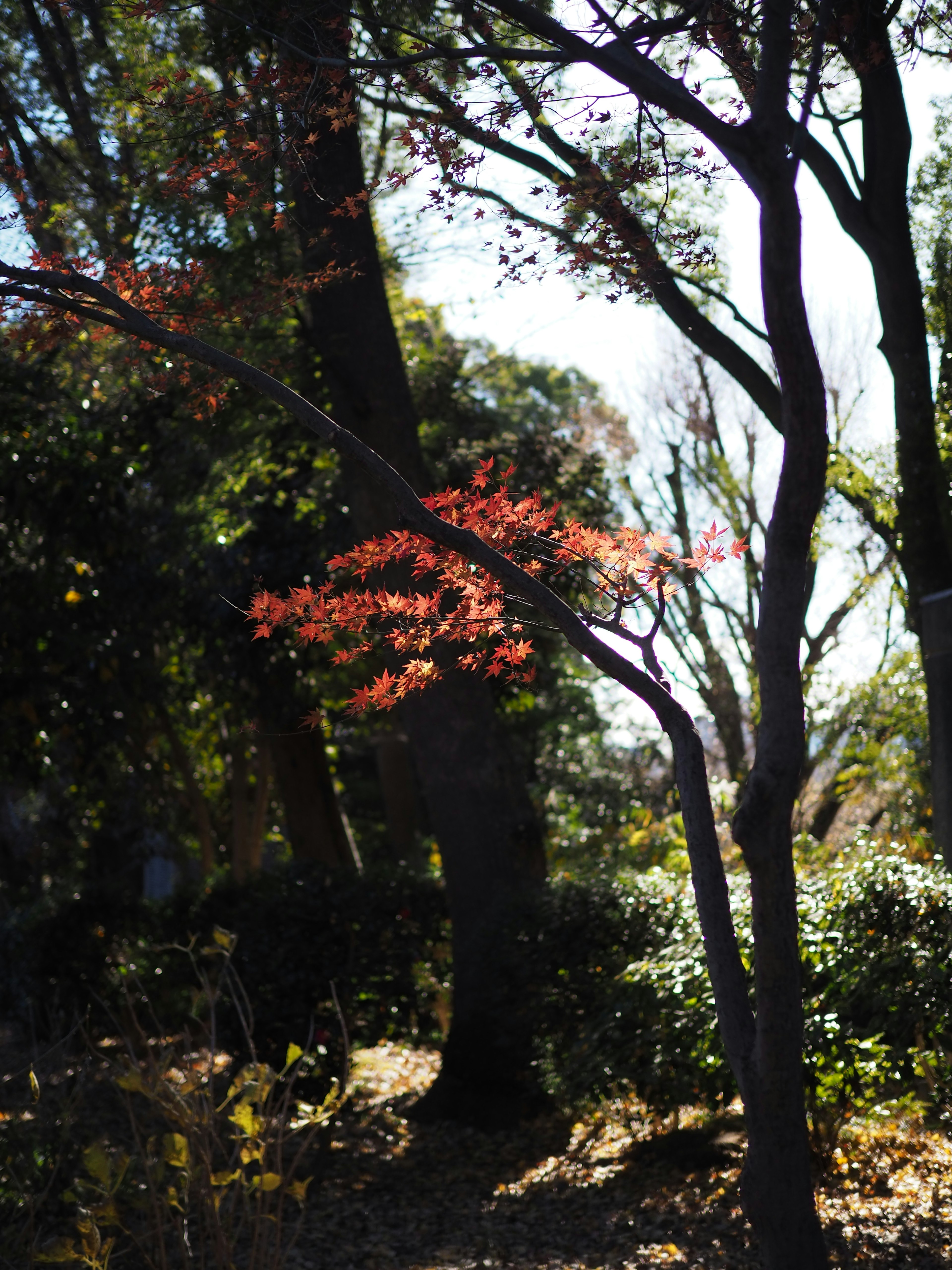 公園場景，樹上有生動的秋葉