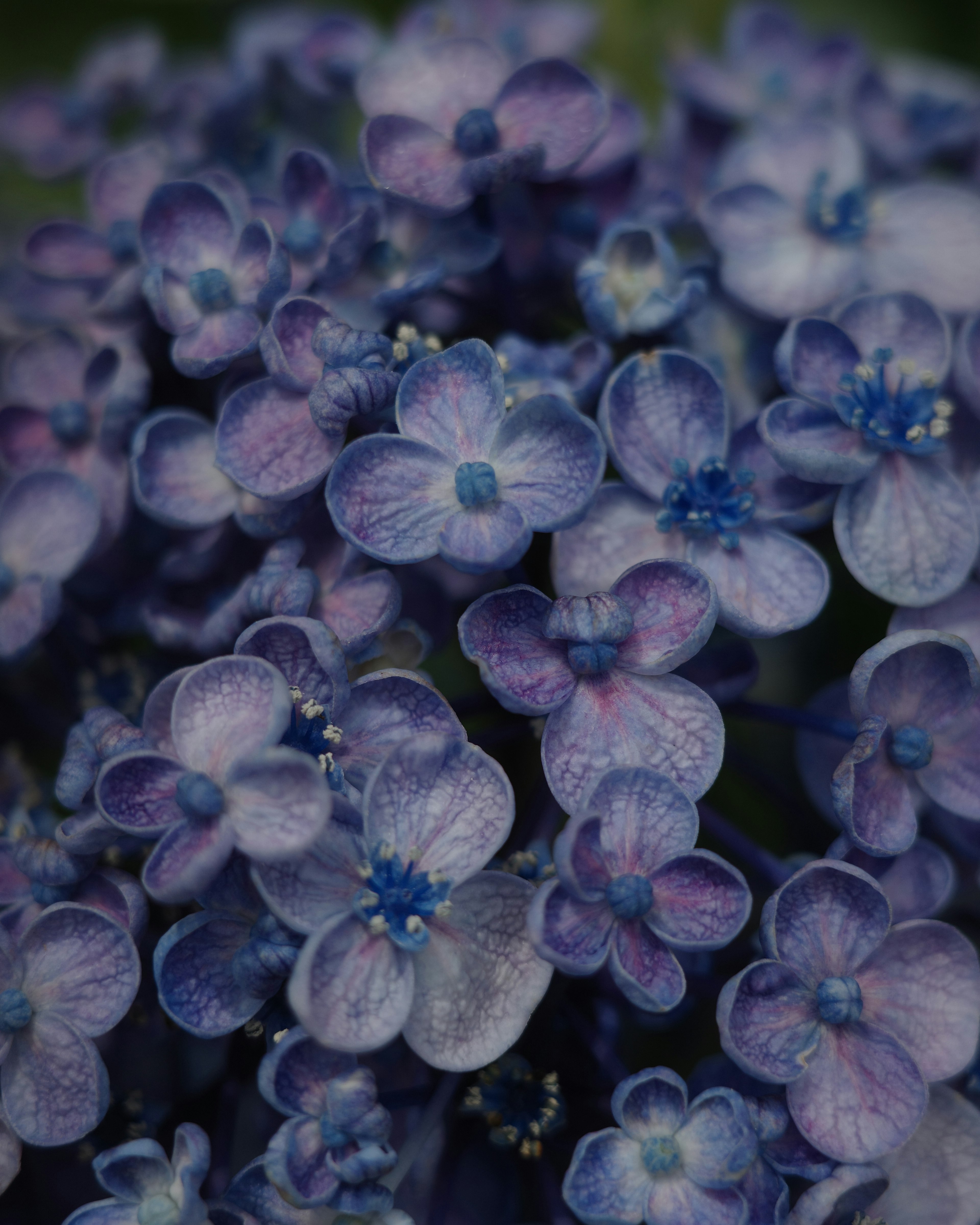 Mazzo di piccoli fiori blu-viola con petali delicati