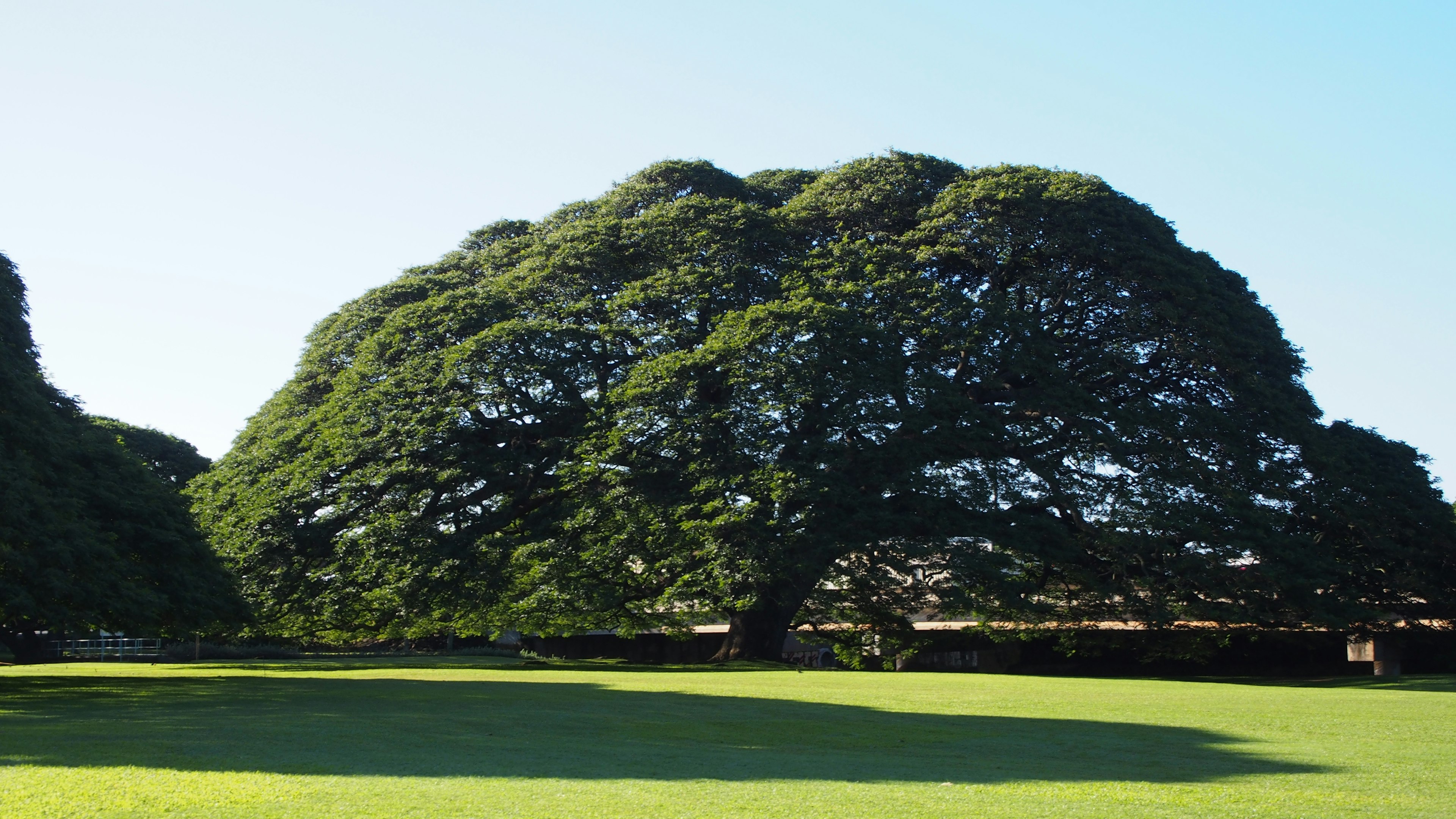 Ein großer Baum mit einem breiten Blätterdach steht auf einem weitläufigen grünen Rasen und wirft einen Schatten