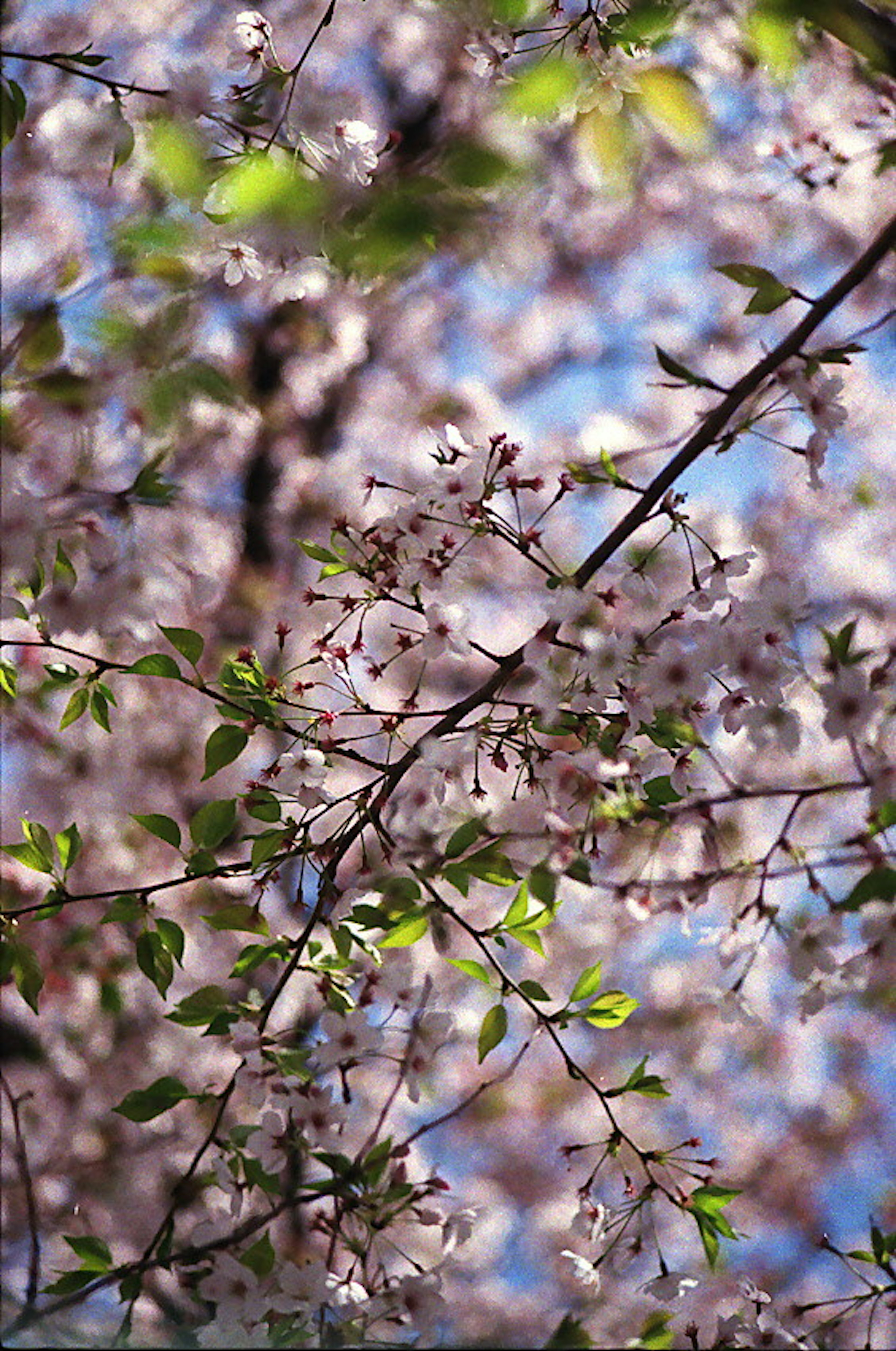 Fiori rosa delicati e foglie verdi contro un cielo blu