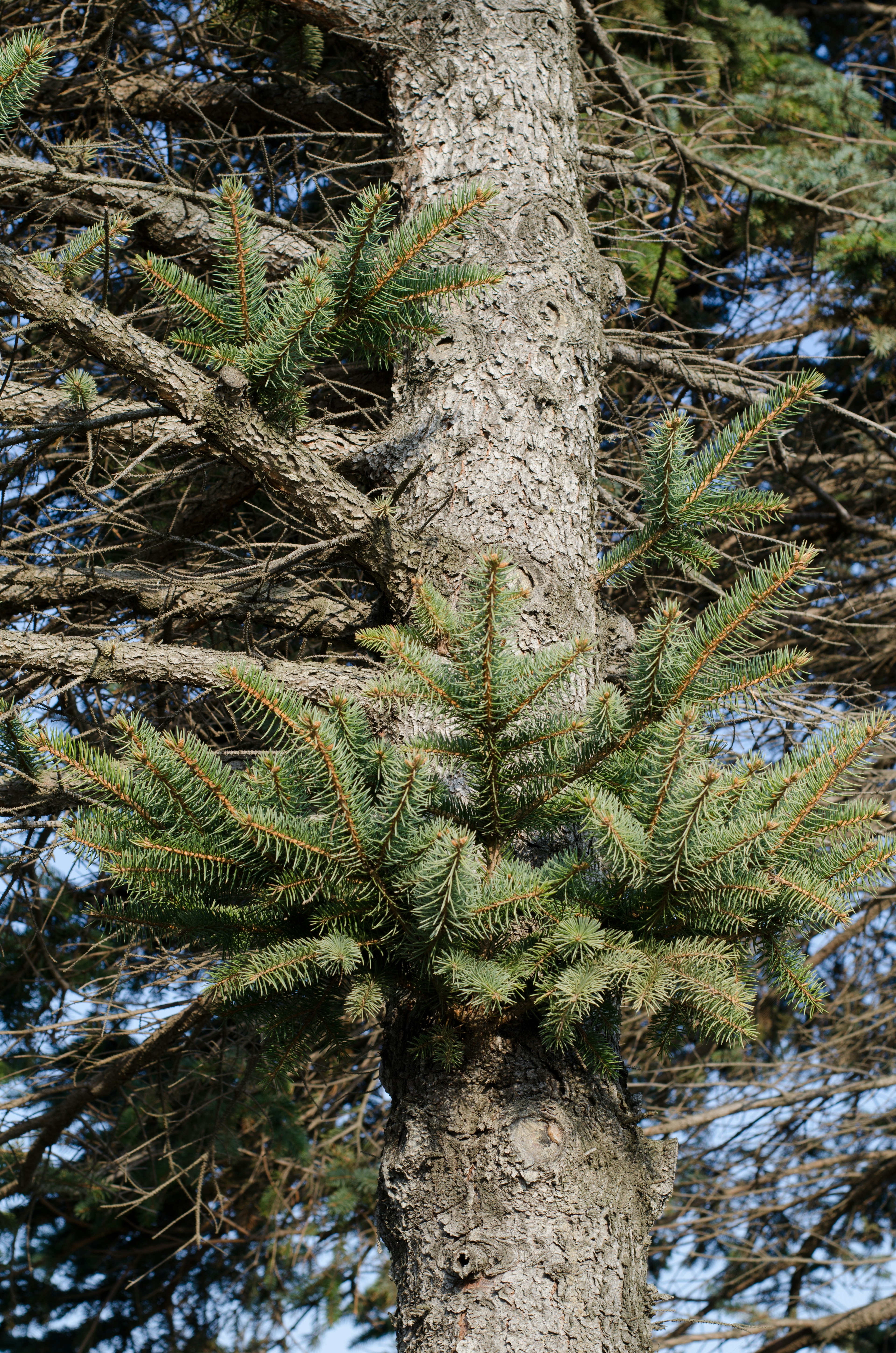 Groupe de feuilles vertes poussant sur un tronc d'arbre