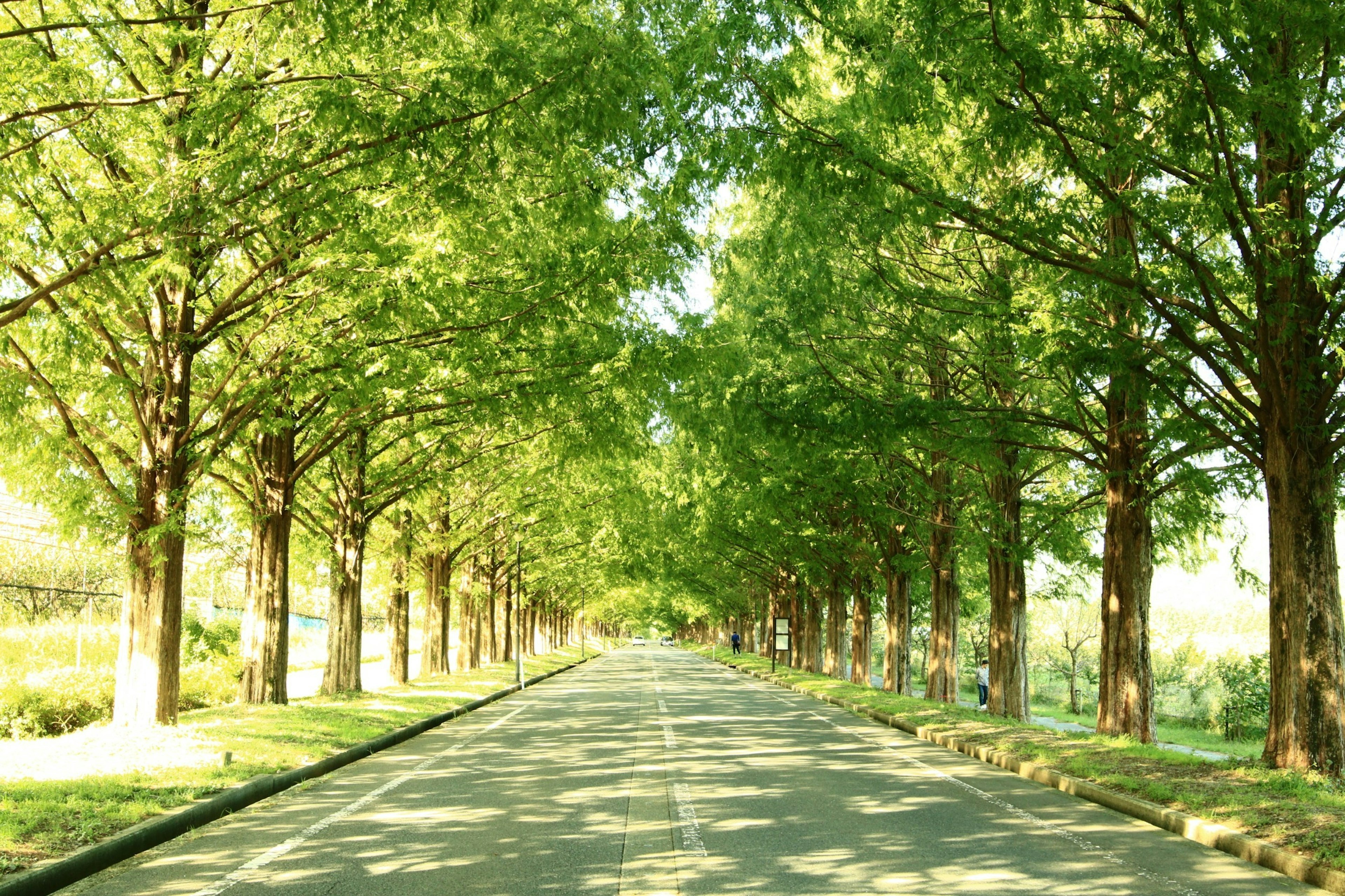 Vista panoramica di una strada fiancheggiata da alberi con fogliame verde brillante