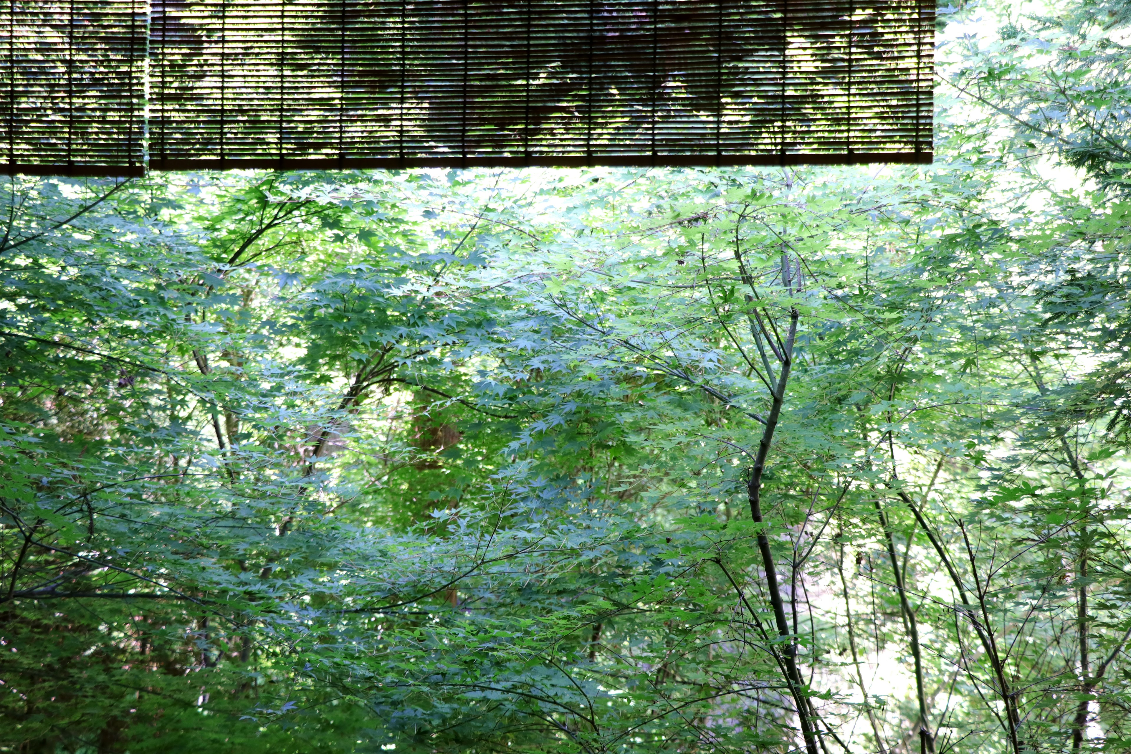 Paysage forestier verdoyant avec une structure en maille en haut