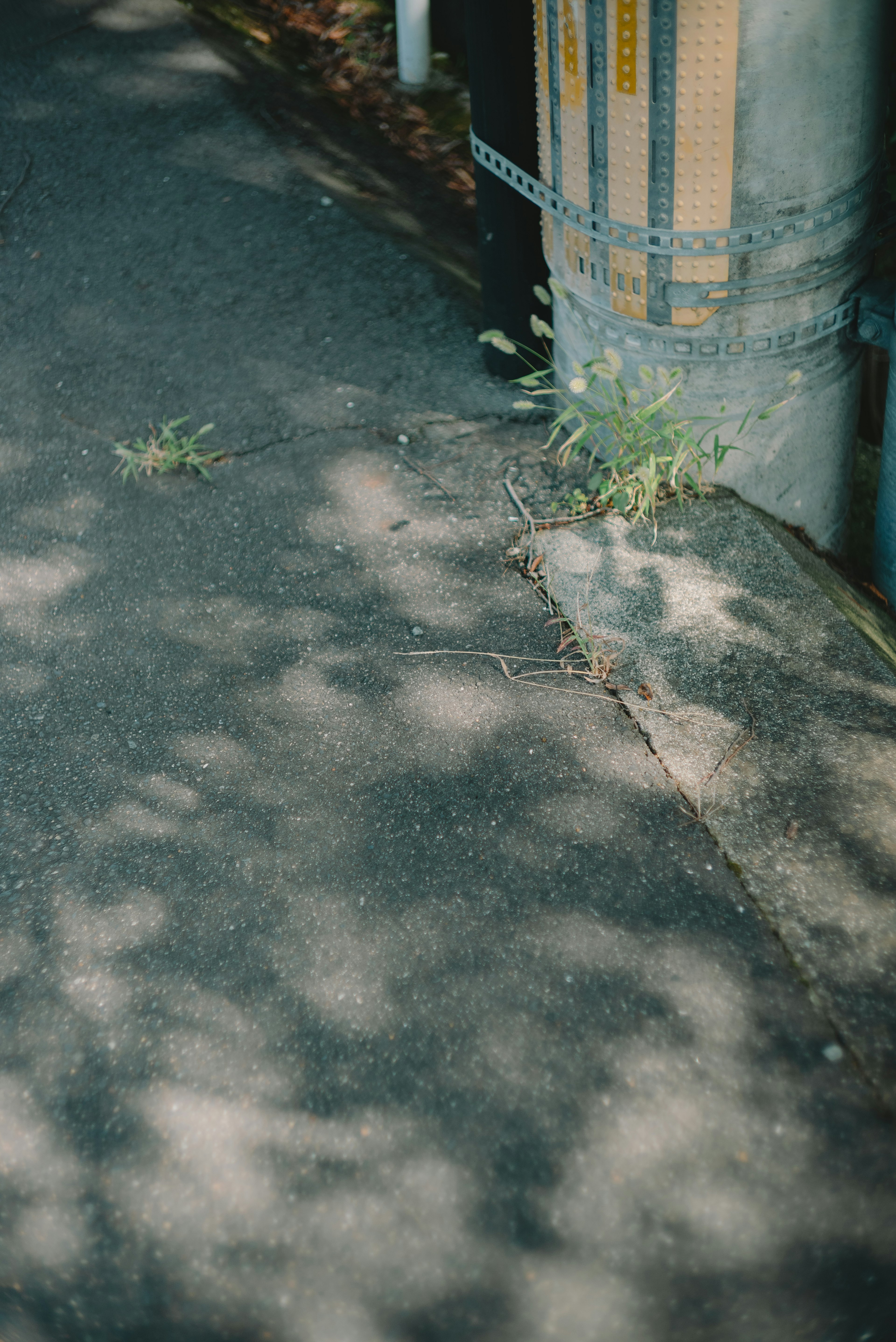 Ein Abschnitt einer gepflasterten Straße mit Schatten von Gras und Pflanzen