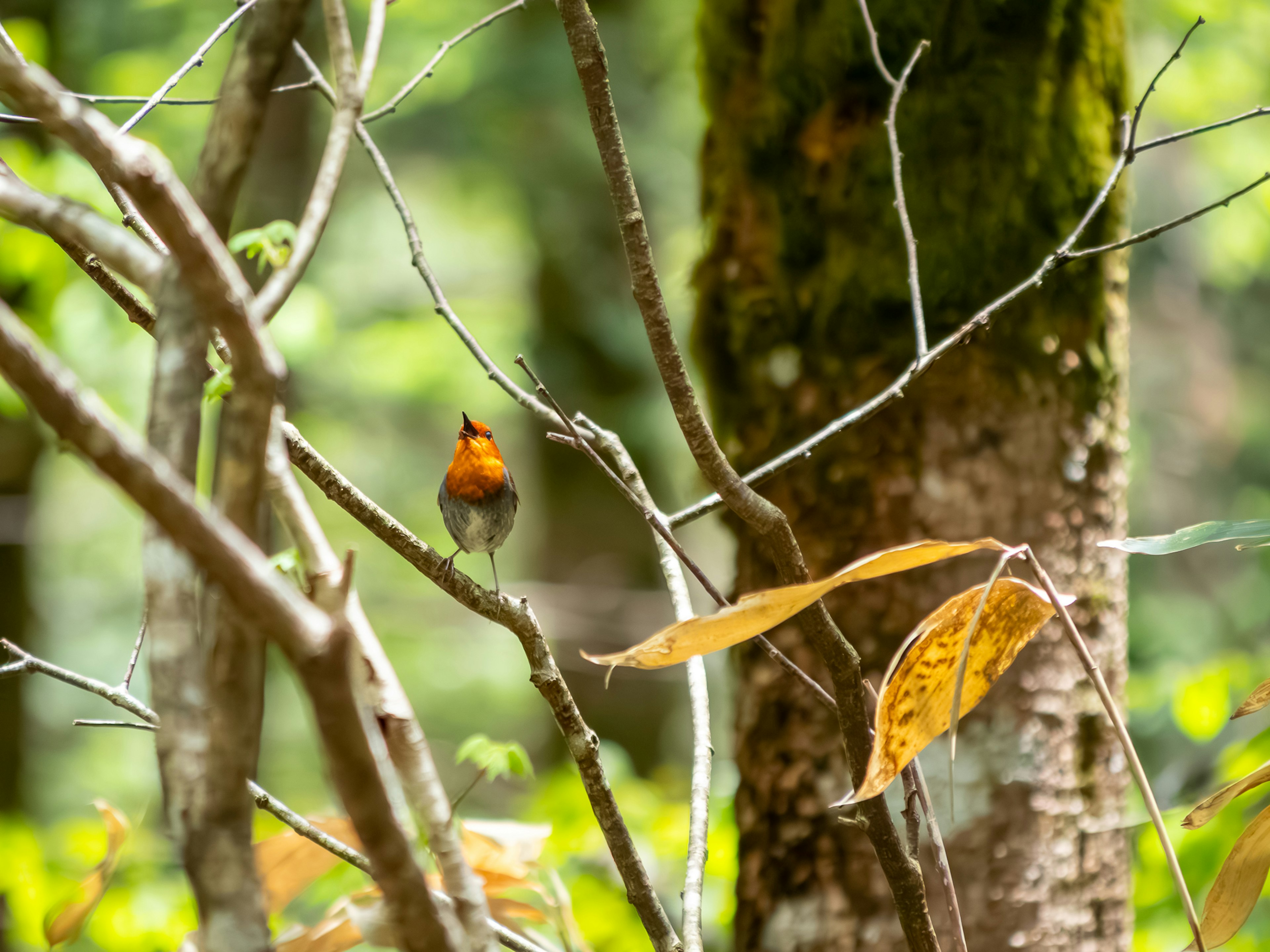 Orange Vogel sitzt auf einem Ast in einem grünen Wald